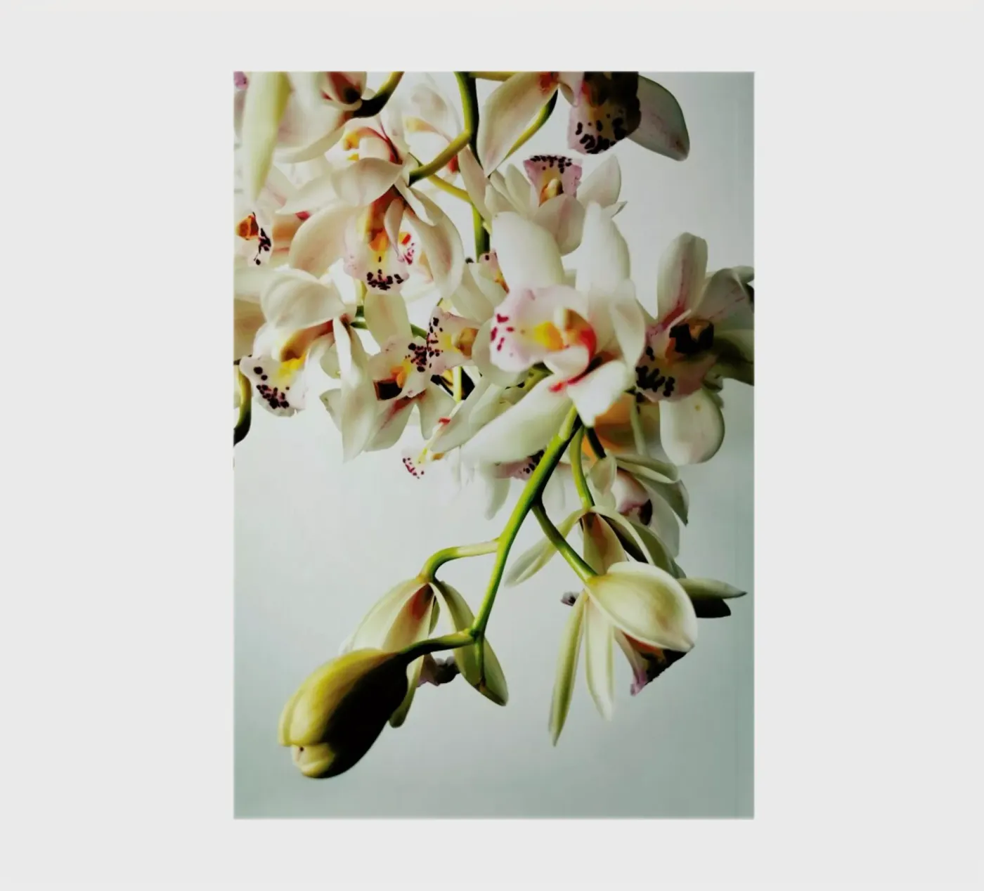 Tiny Orchids notebook by Angelo Cerantola