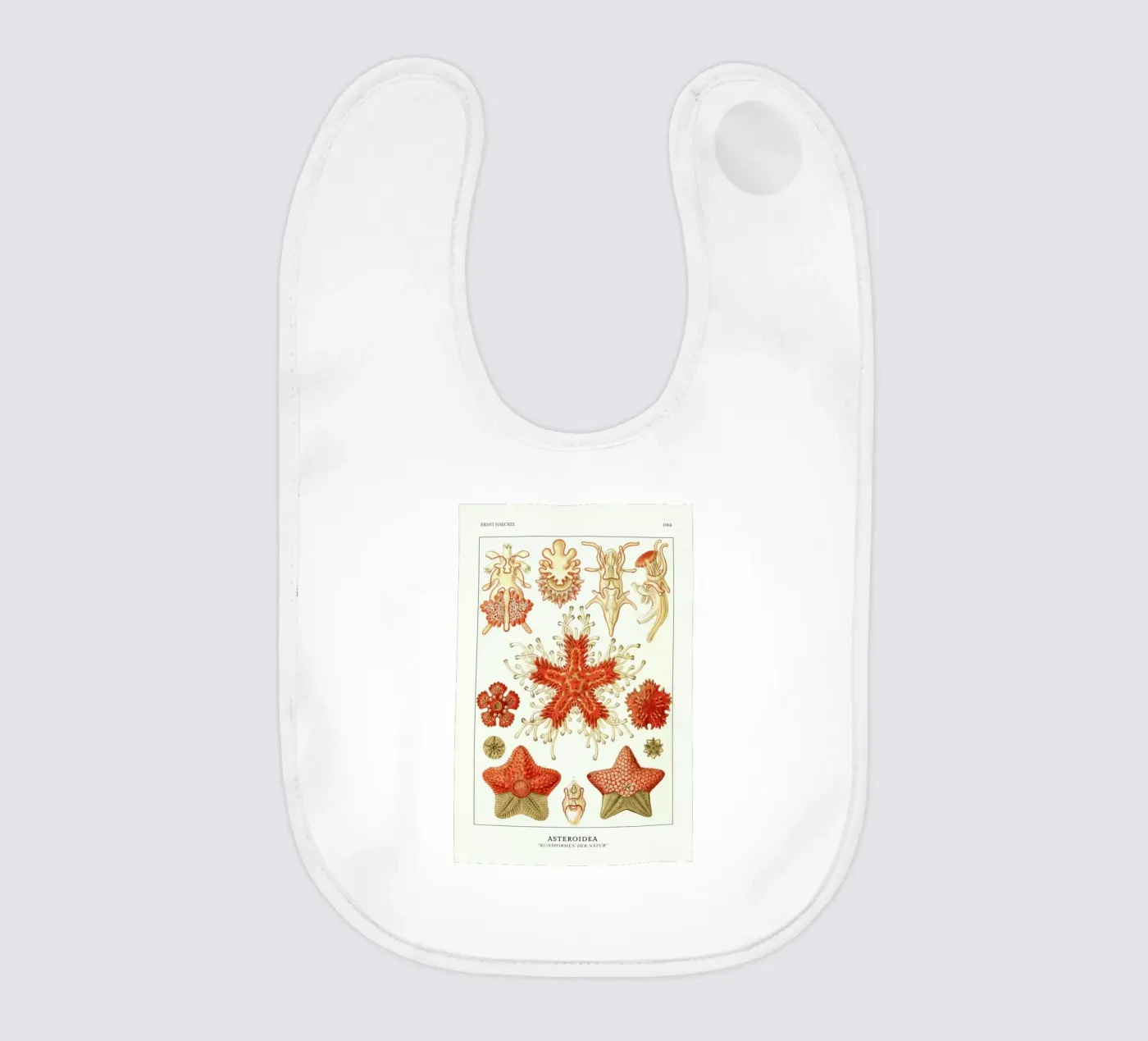 Haeckel - Asteroidea bavaglino da ARTOTHEK