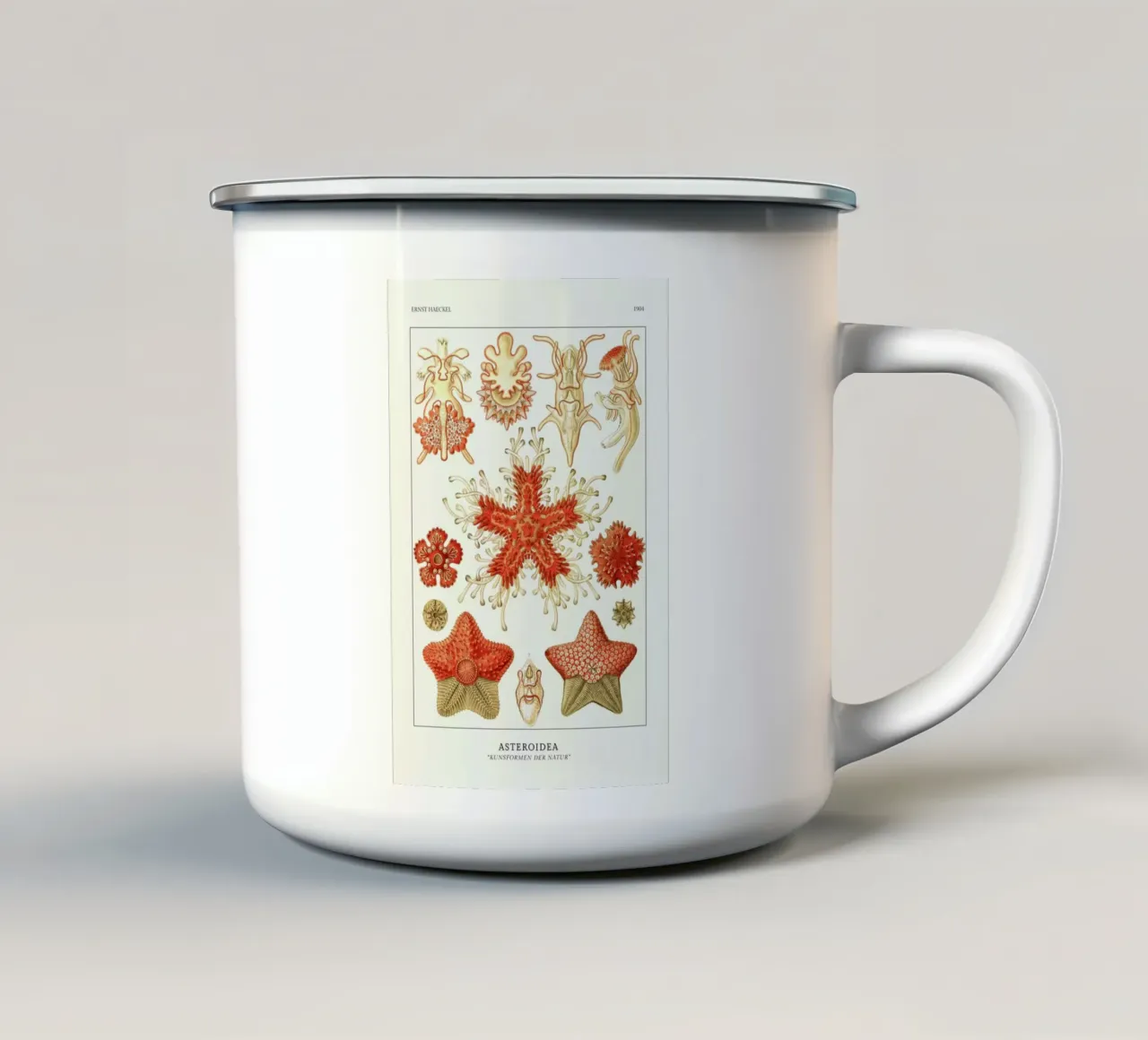 Haeckel - Asteroidea tazza in smalto da ARTOTHEK