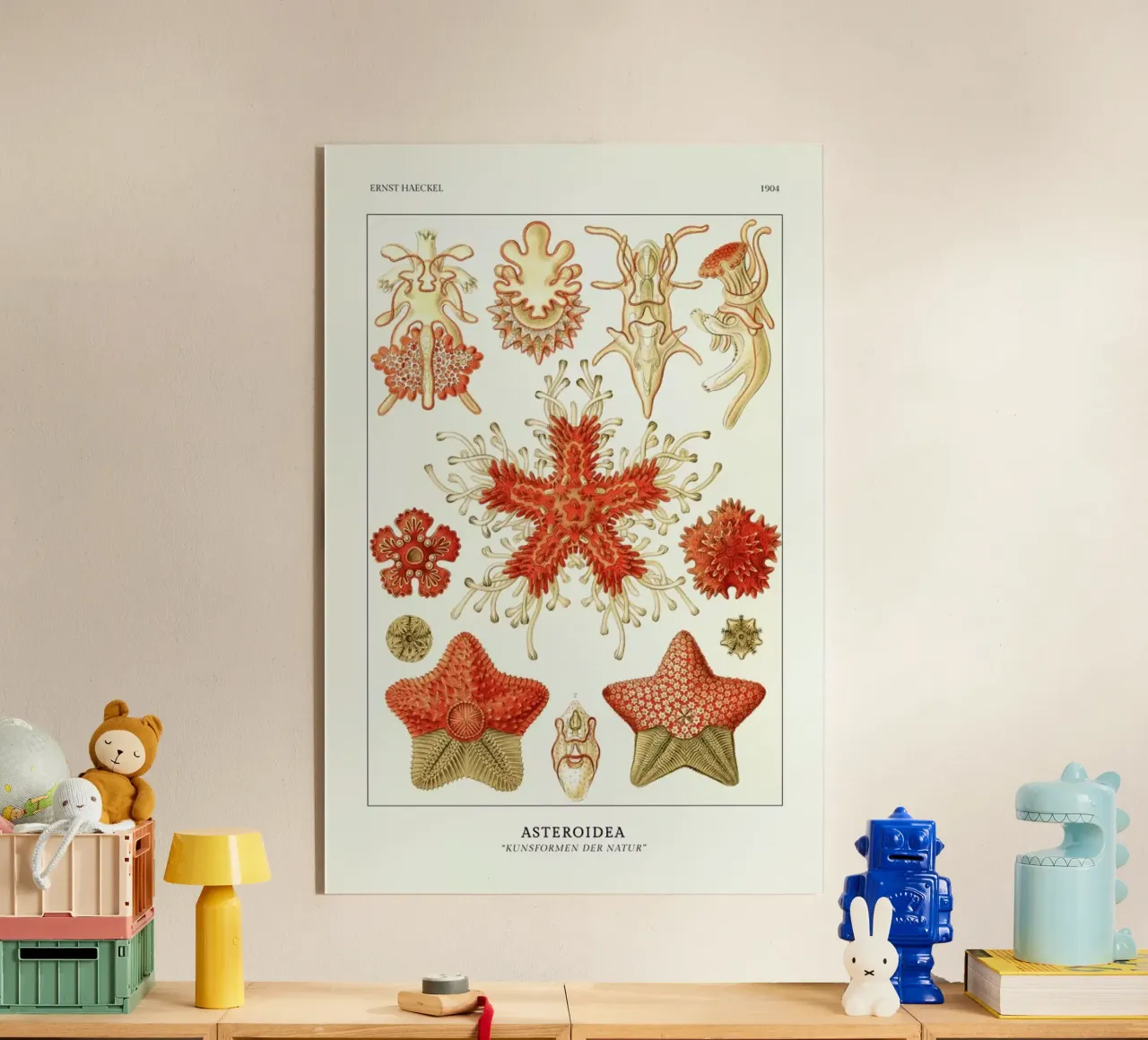 Haeckel - Asteroidea plexiglass da ARTOTHEK