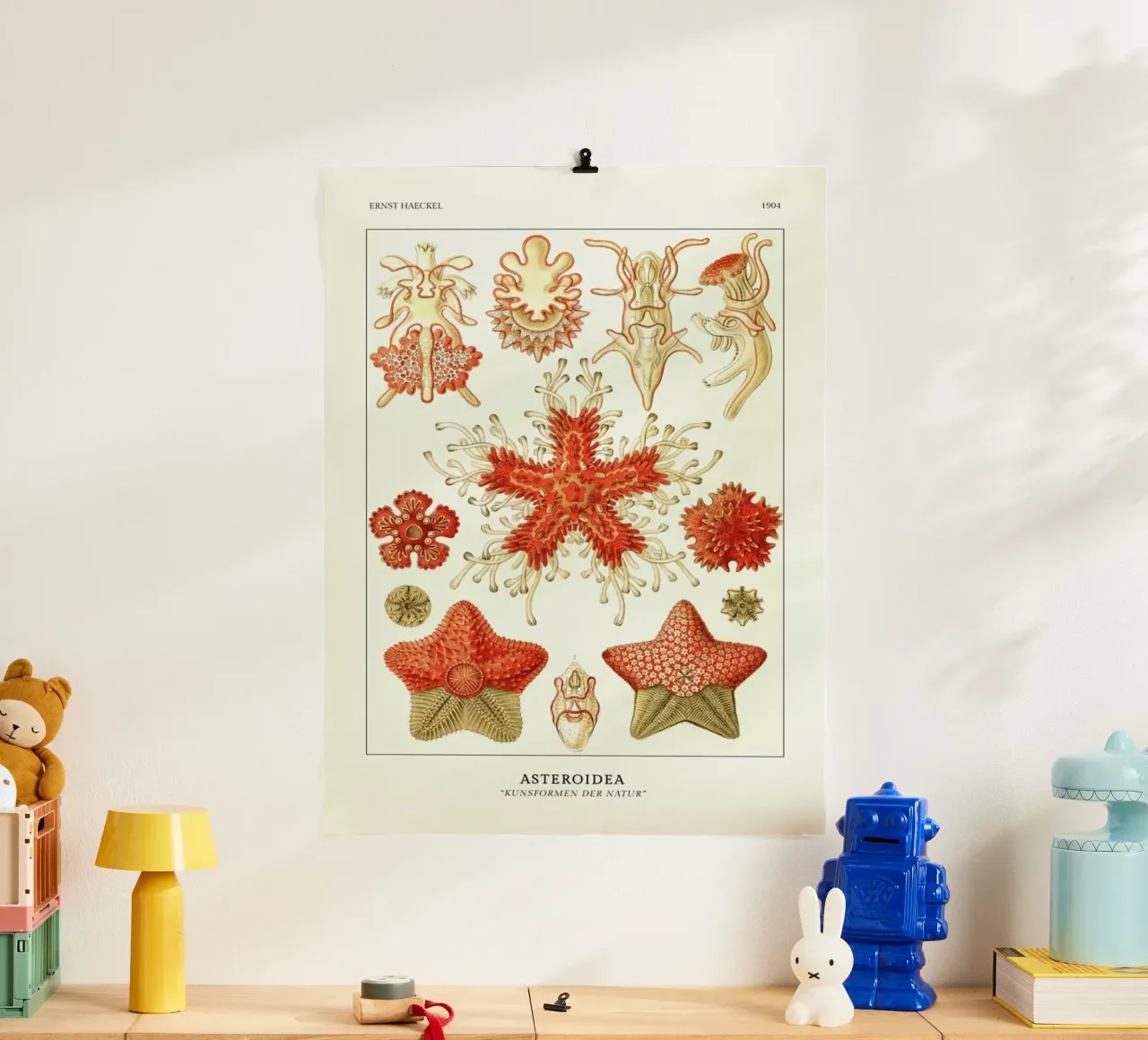 Haeckel - Asteroidea poster con telaio in legno da ARTOTHEK