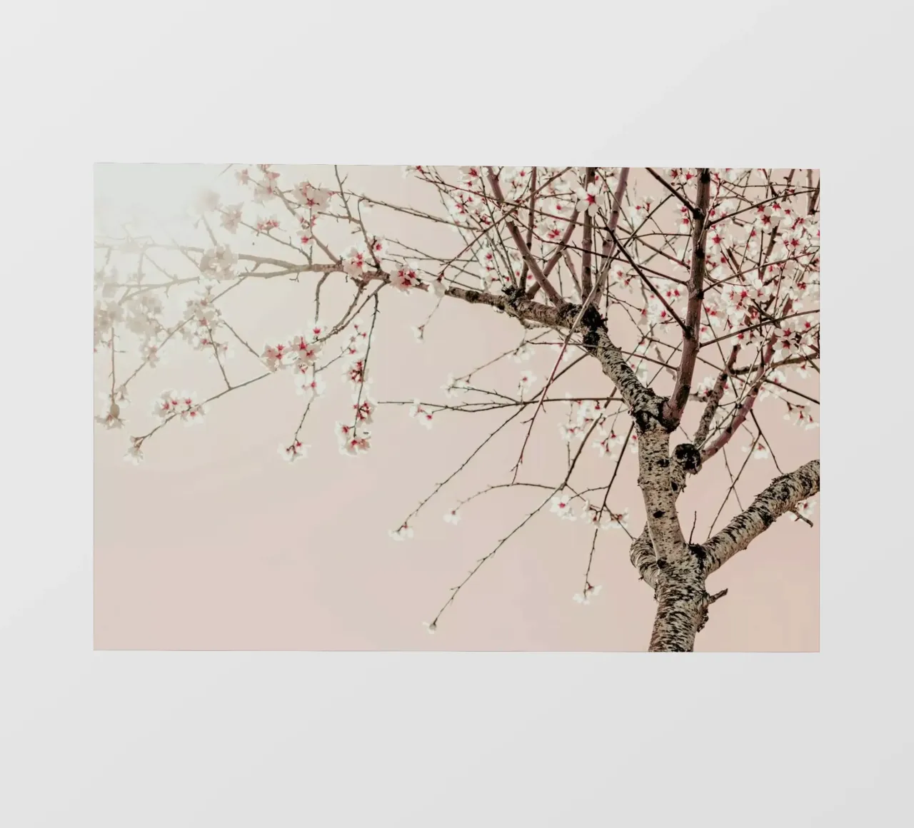 Albero Primavera in fiore pellicola backlit da Ingrid Beddoes