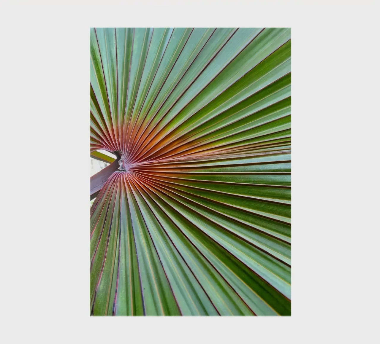 Palma notebook by 83oranges