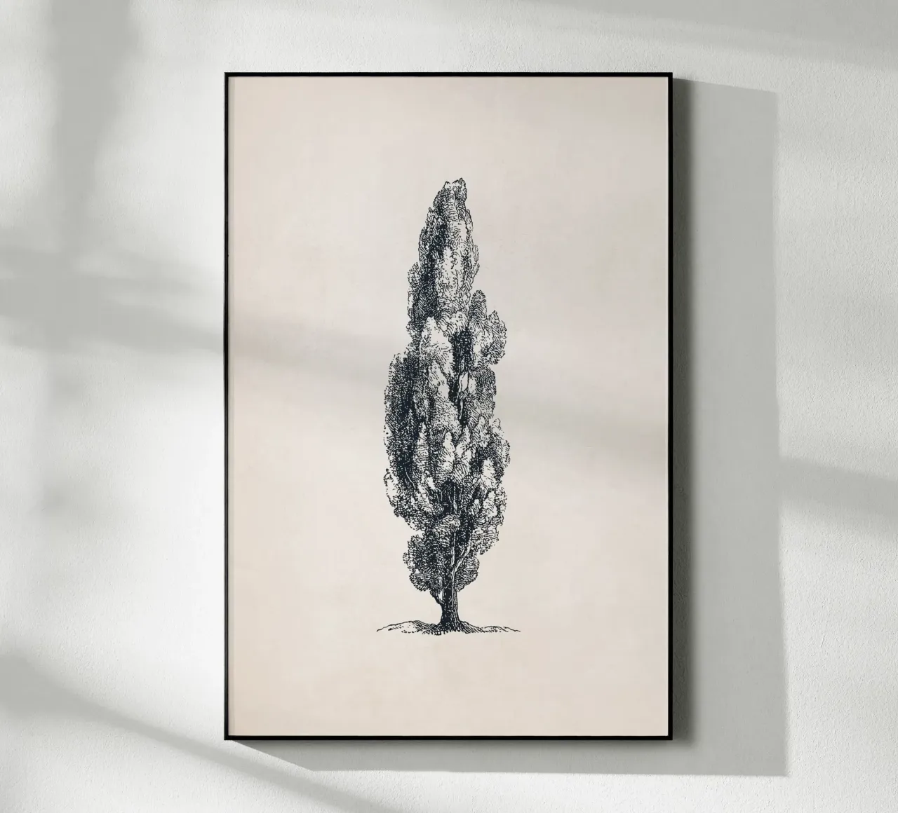 Tuscany Cypress Tree Sketch plexiglass da apoloprints
