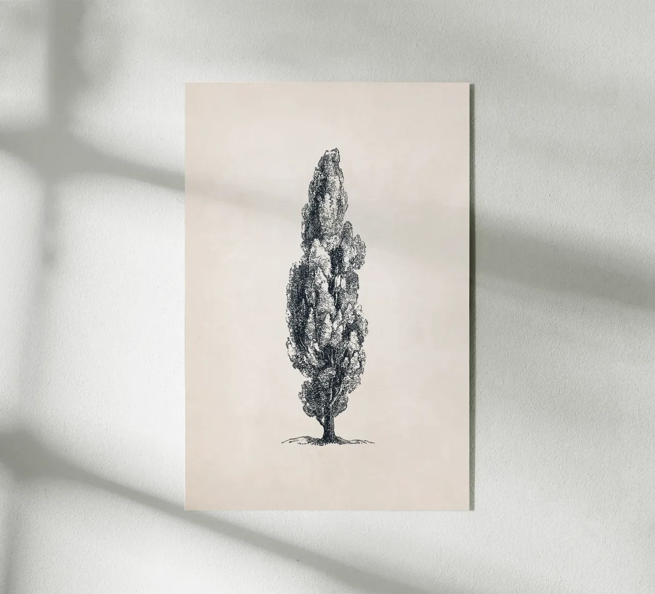 Tuscany Cypress Tree Sketch plexiglass da apoloprints