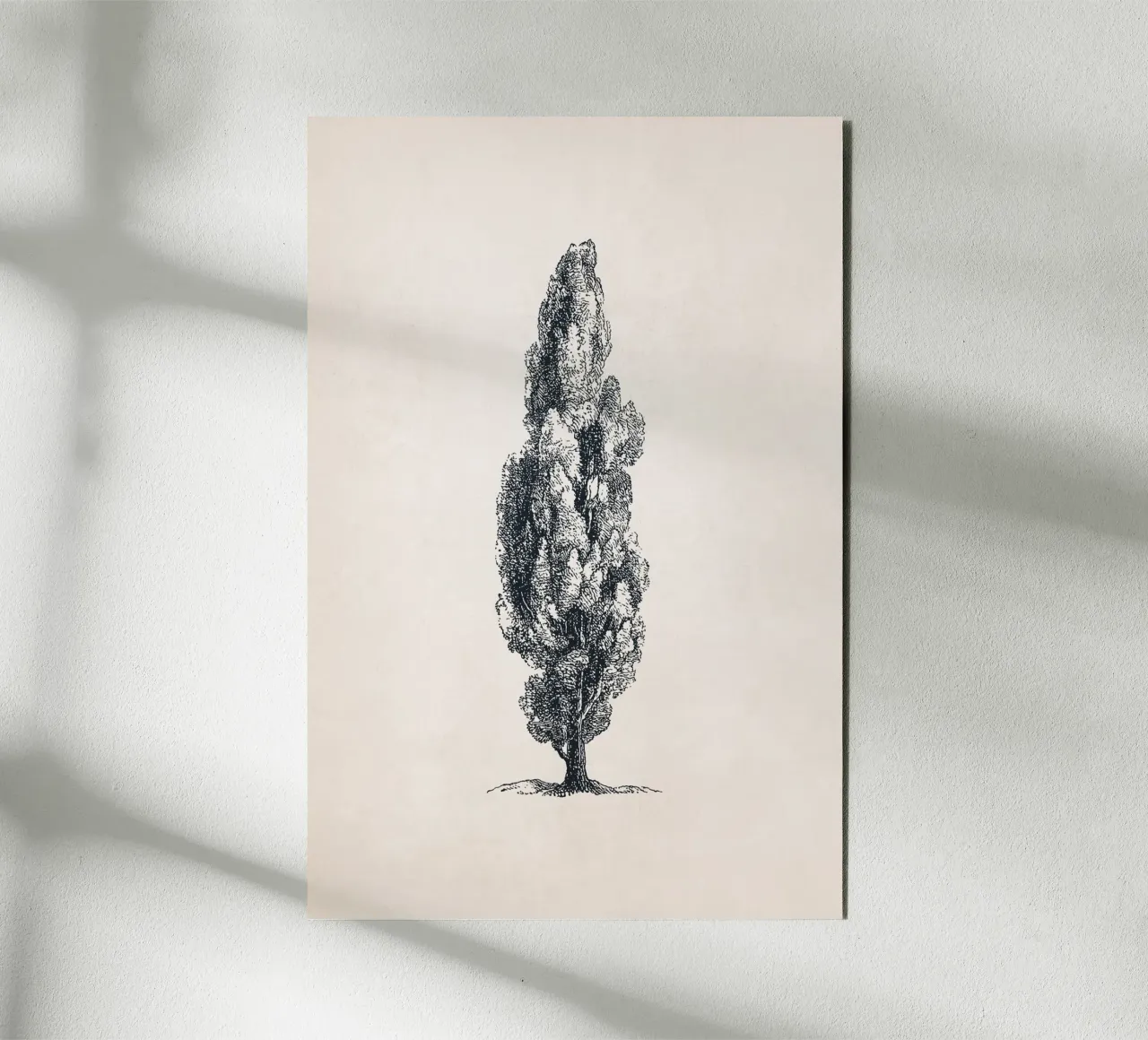Tuscany Cypress Tree Sketch alluminio dibond da apoloprints