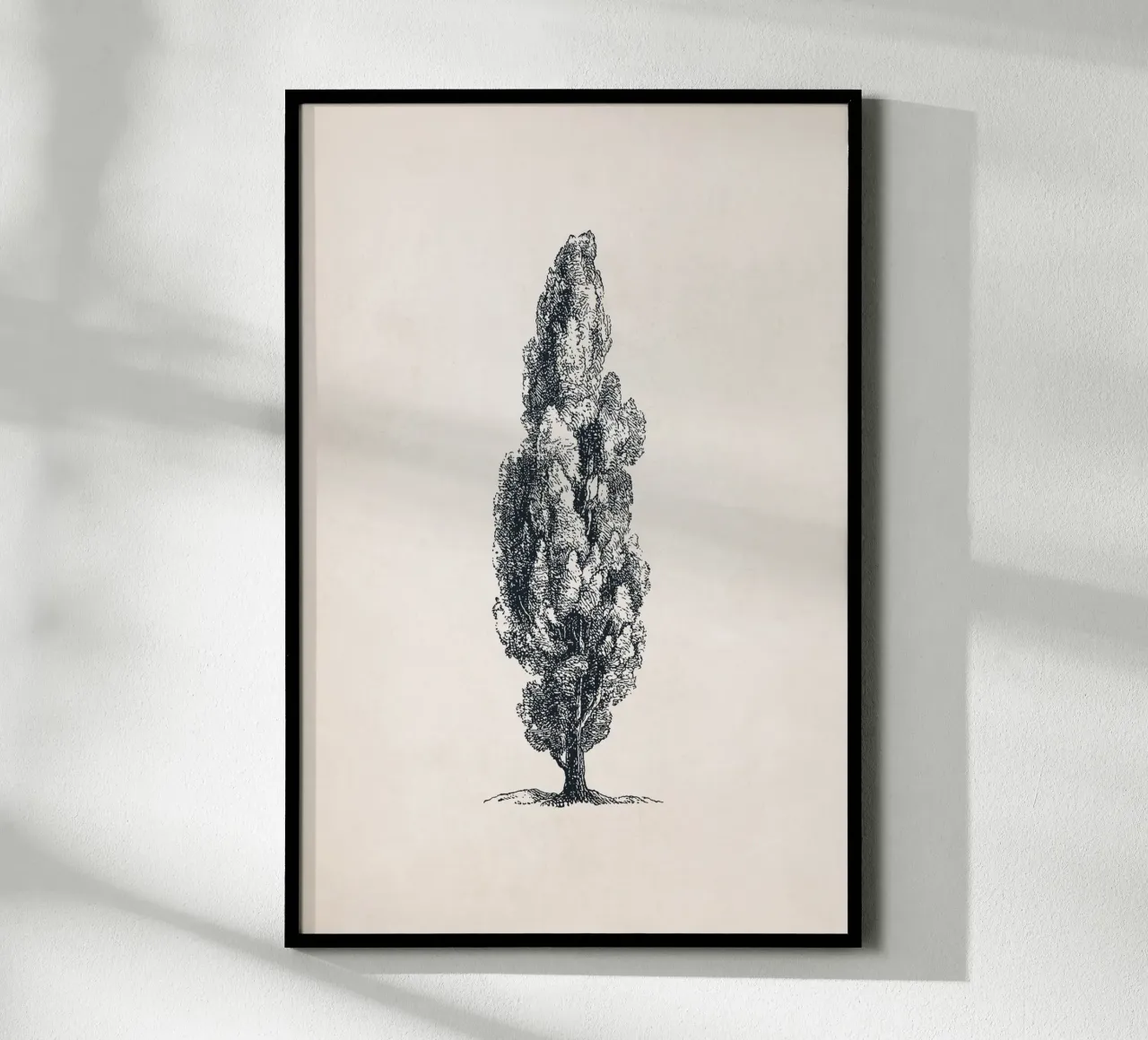 Tuscany Cypress Tree Sketch carta hahnemühle da apoloprints
