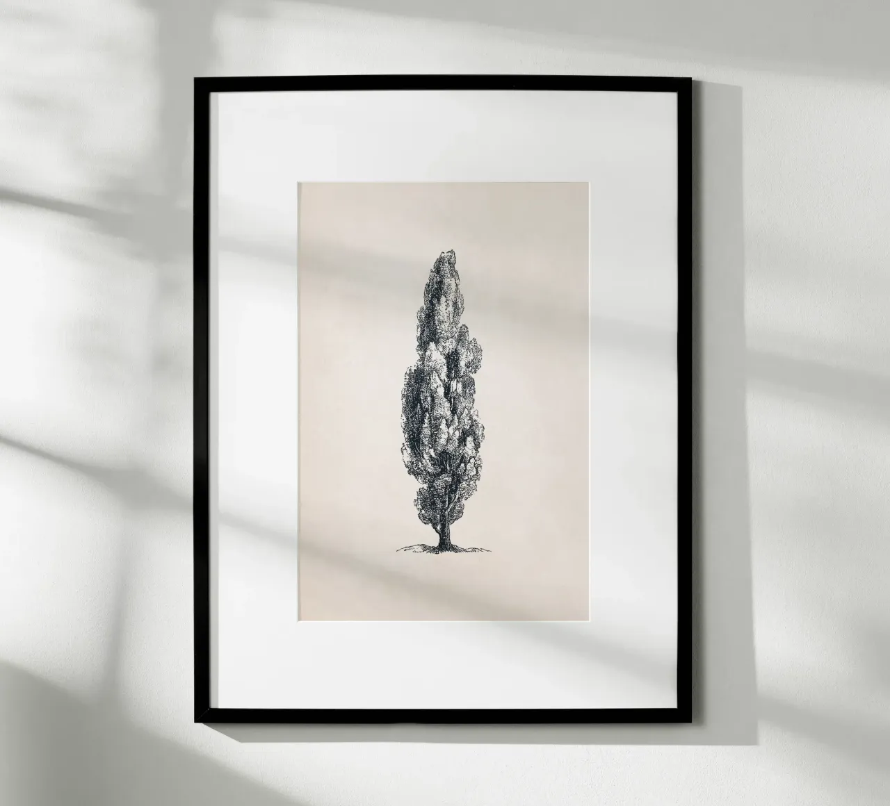 Tuscany Cypress Tree Sketch carta hahnemühle da apoloprints