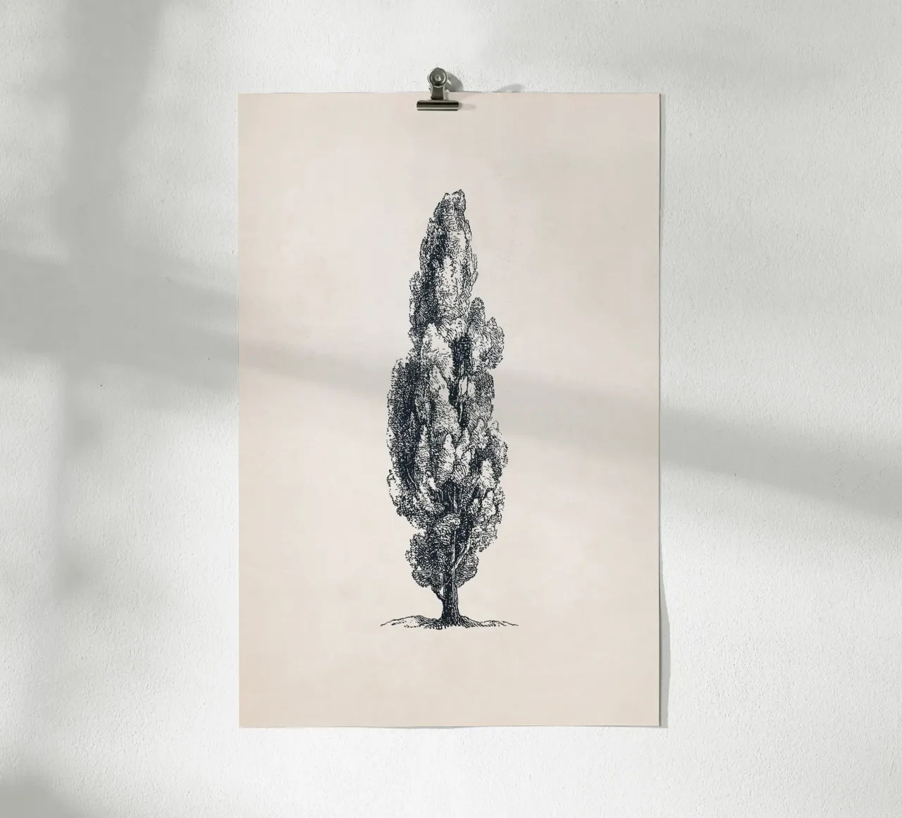 Tuscany Cypress Tree Sketch carta hahnemühle da apoloprints
