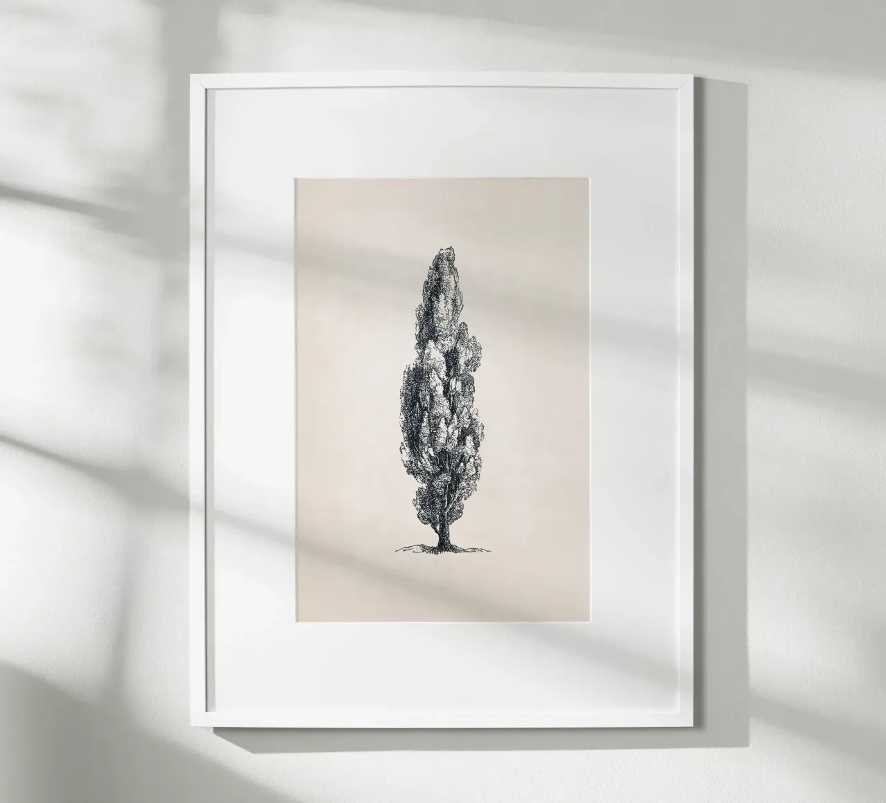 Tuscany Cypress Tree Sketch carta hahnemühle da apoloprints