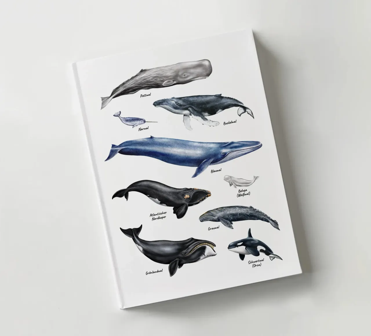 Wale & Delfine Nr.01 • Arten entdecken Lernbild Illustration carnet de notes de Moonlit Illustrations