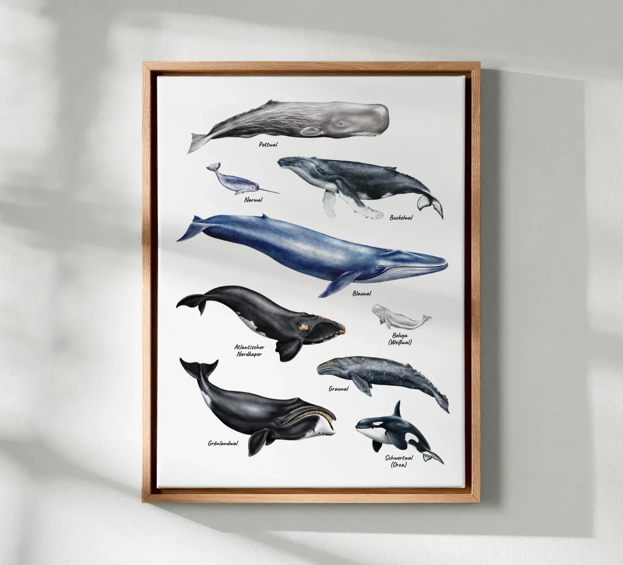 Wale & Delfine Nr.01 • Arten entdecken Lernbild Illustration tela con Cornice a cassetta da Moonlit Illustrations