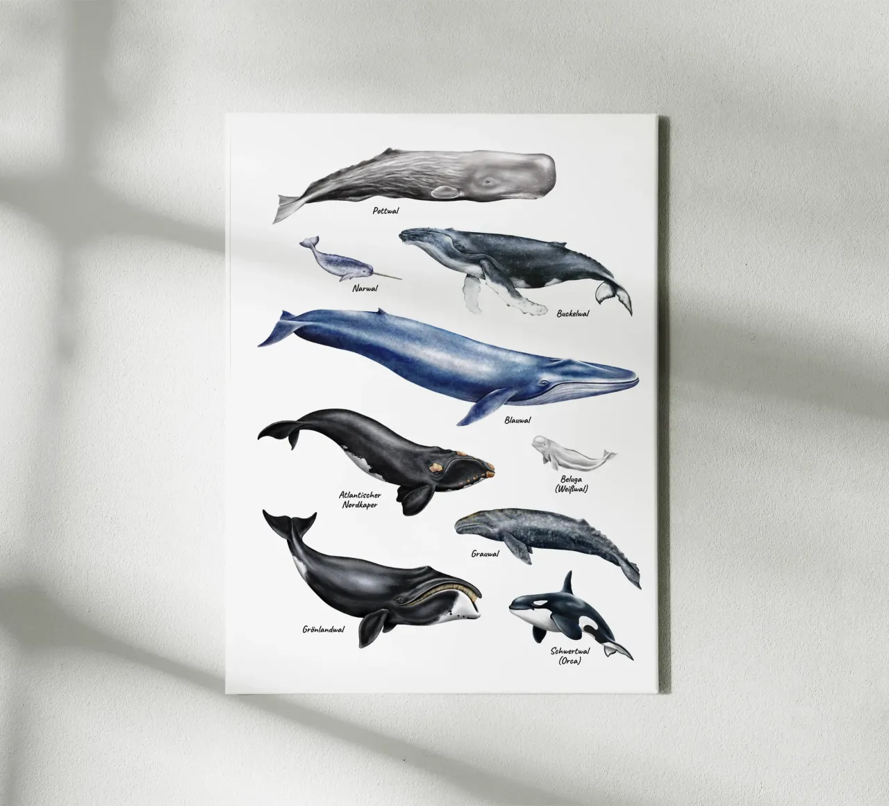 Wale & Delfine Nr.01 • Arten entdecken Lernbild Illustration tela con Cornice a cassetta da Moonlit Illustrations