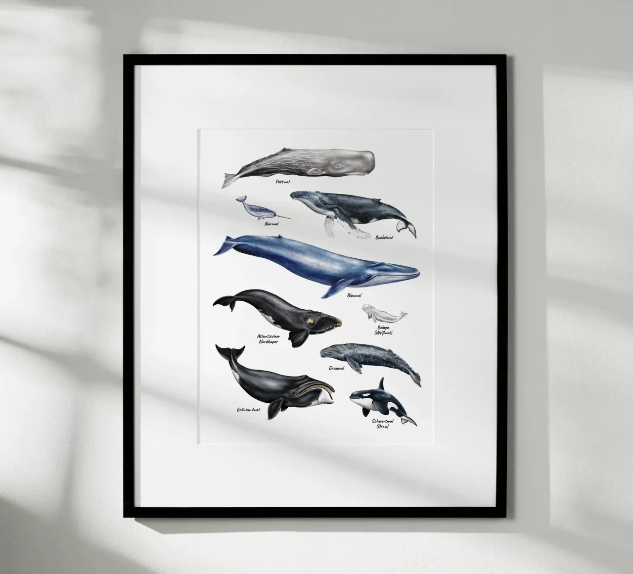 Wale & Delfine Nr.01 • Arten entdecken Lernbild Illustration poster da Moonlit Illustrations