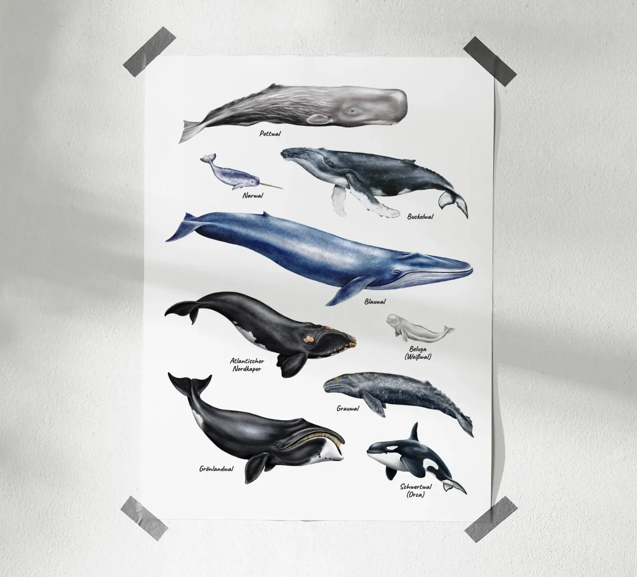 Wale & Delfine Nr.01 • Arten entdecken Lernbild Illustration poster da Moonlit Illustrations