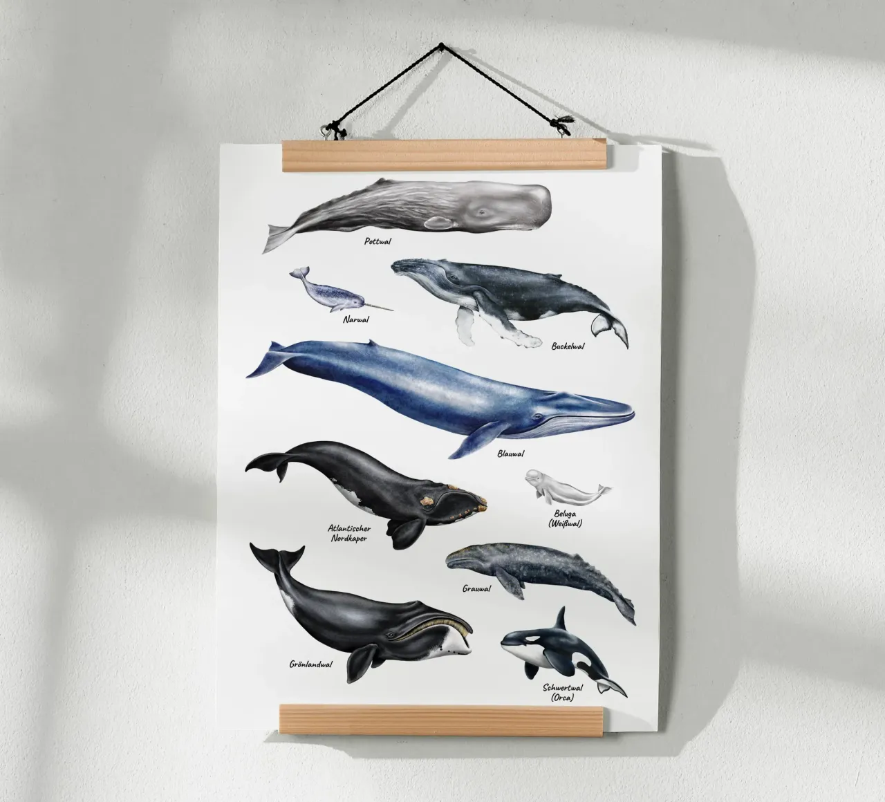 Wale & Delfine Nr.01 • Arten entdecken Lernbild Illustration poster da Moonlit Illustrations