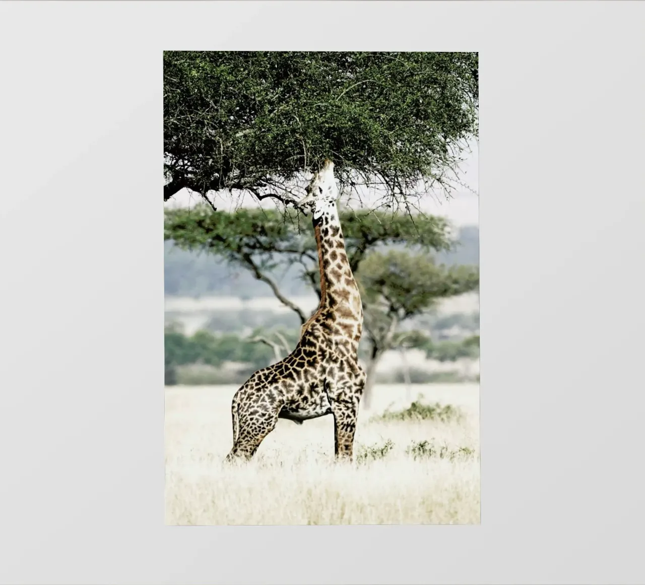 Stretch pellicola backlit da Shot By Clint