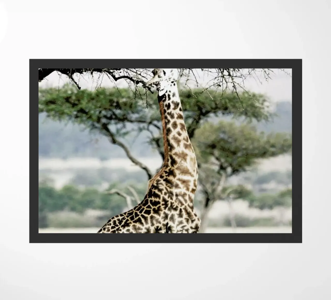 Stretch zerbino da Shot By Clint