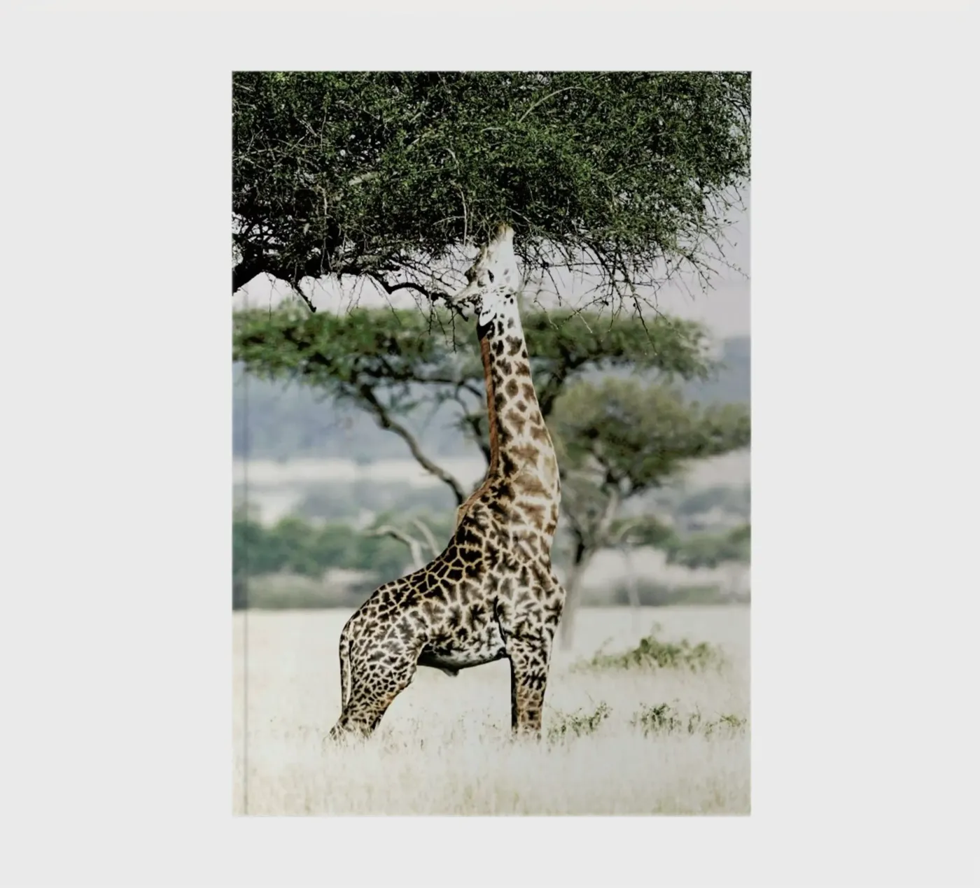 Stretch notebook by Shot By Clint