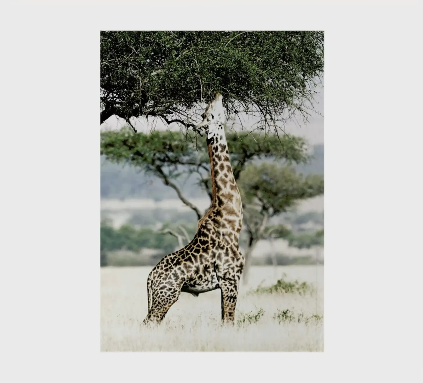 Stretch notebook by Shot By Clint