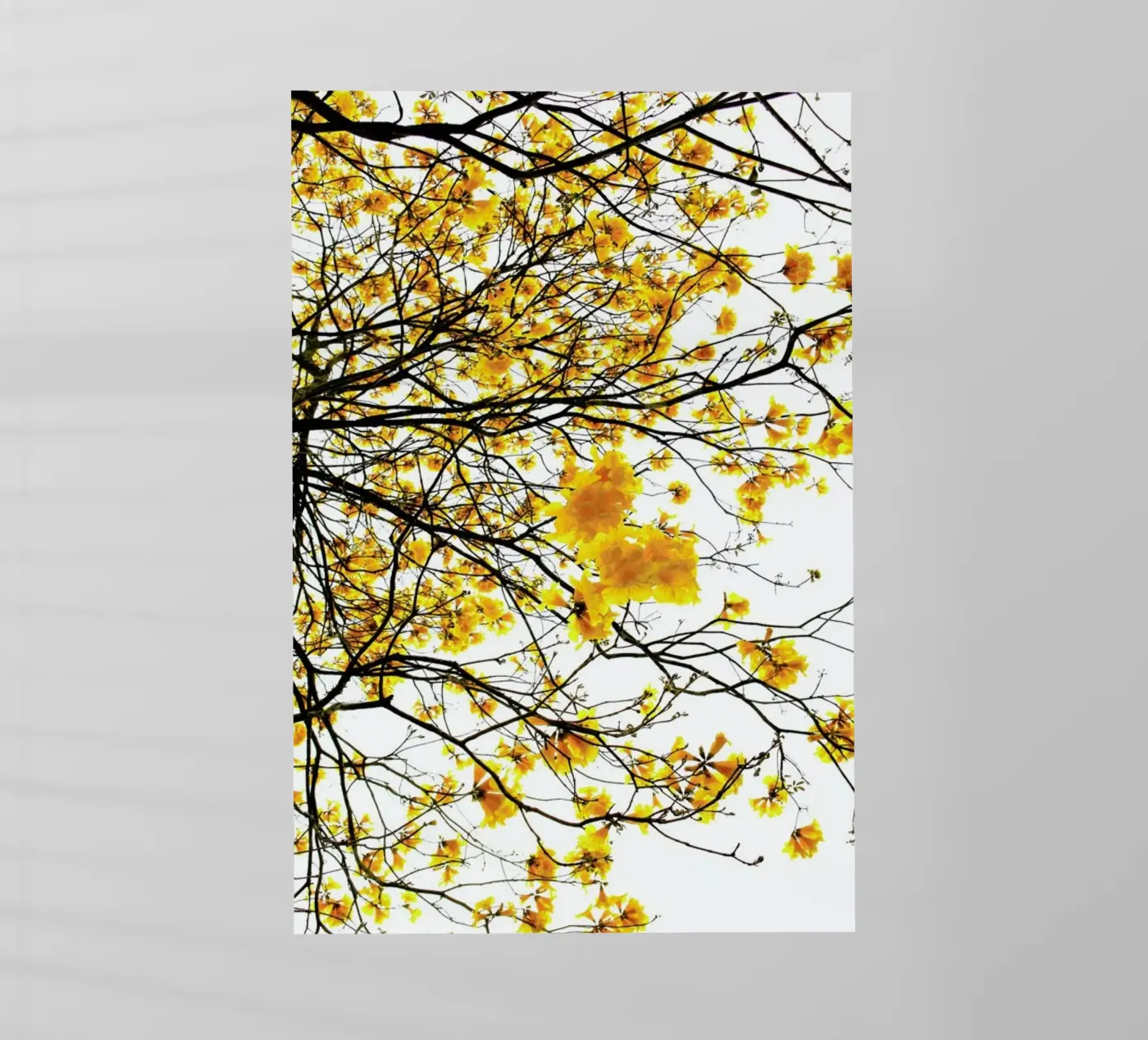 Summer pellicola backlit da Shot By Clint