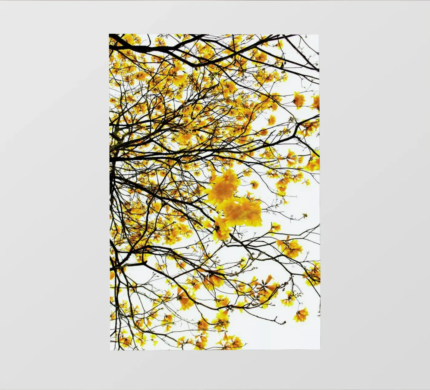 Summer pellicola backlit da Shot By Clint