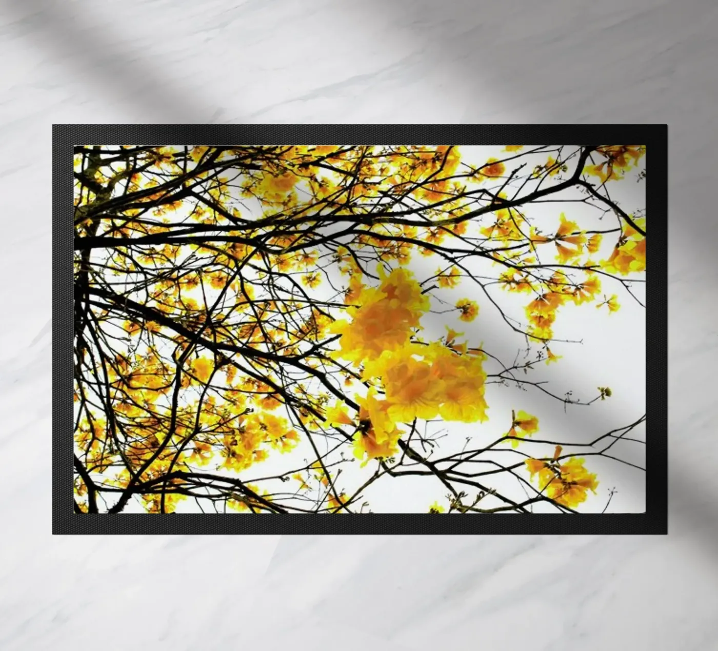 Summer zerbino da Shot By Clint