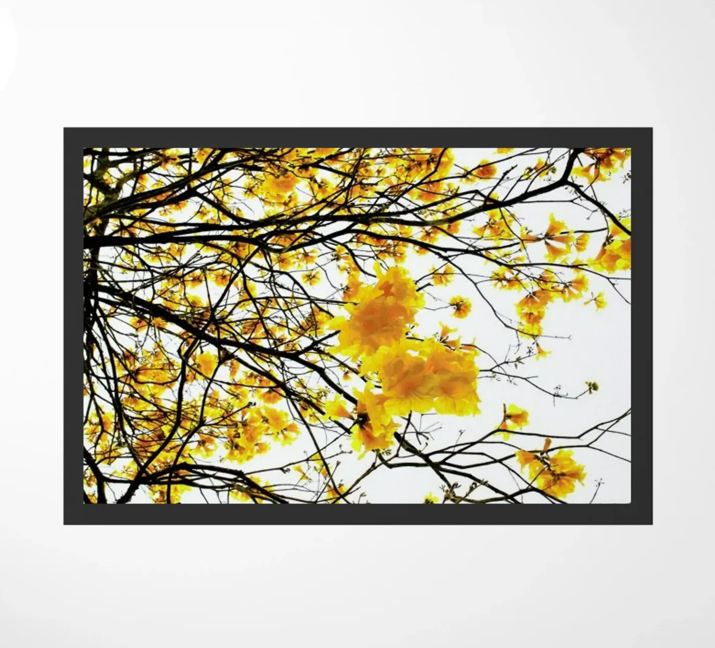 Summer zerbino da Shot By Clint