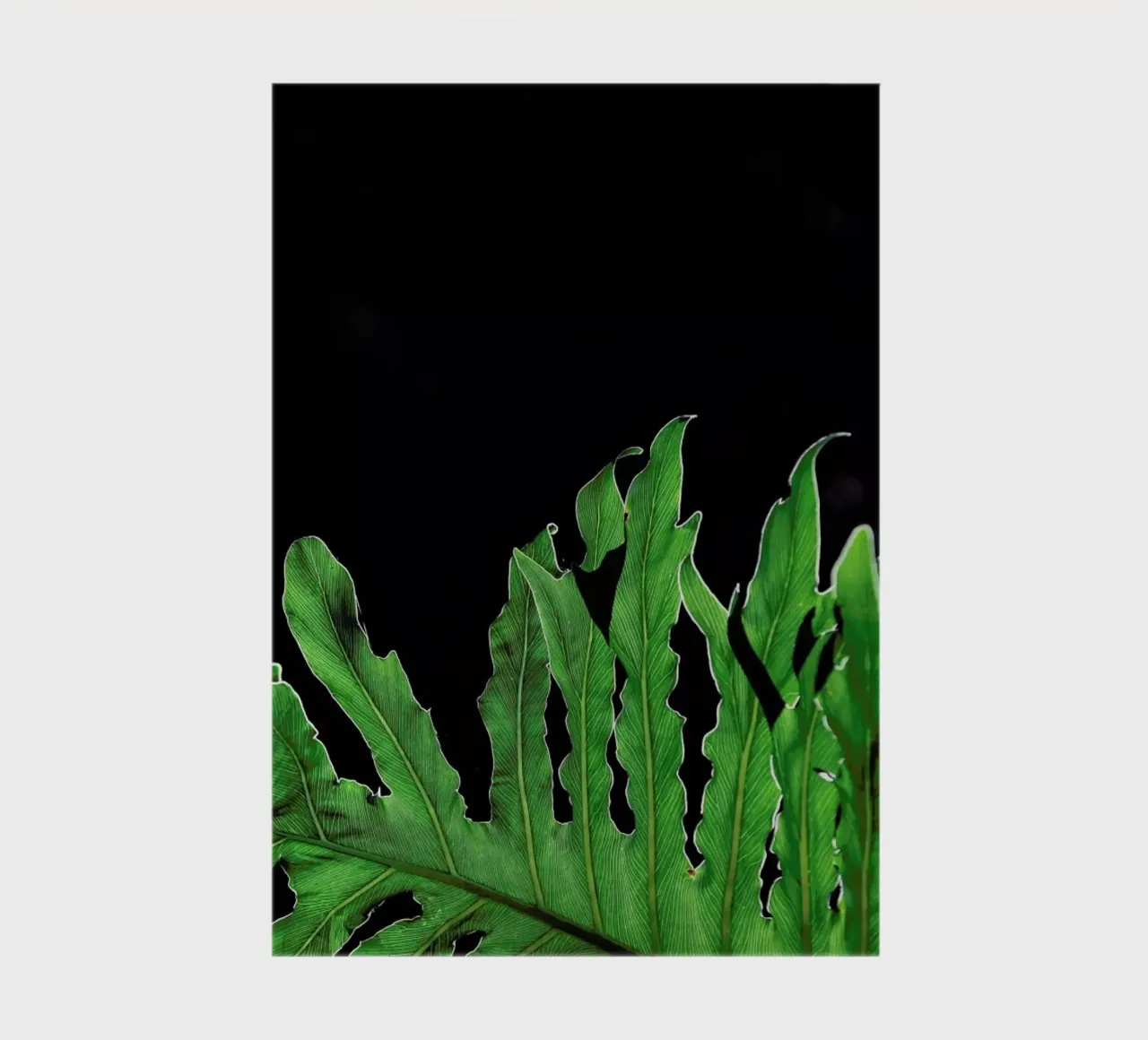Folium notebook by Shot By Clint
