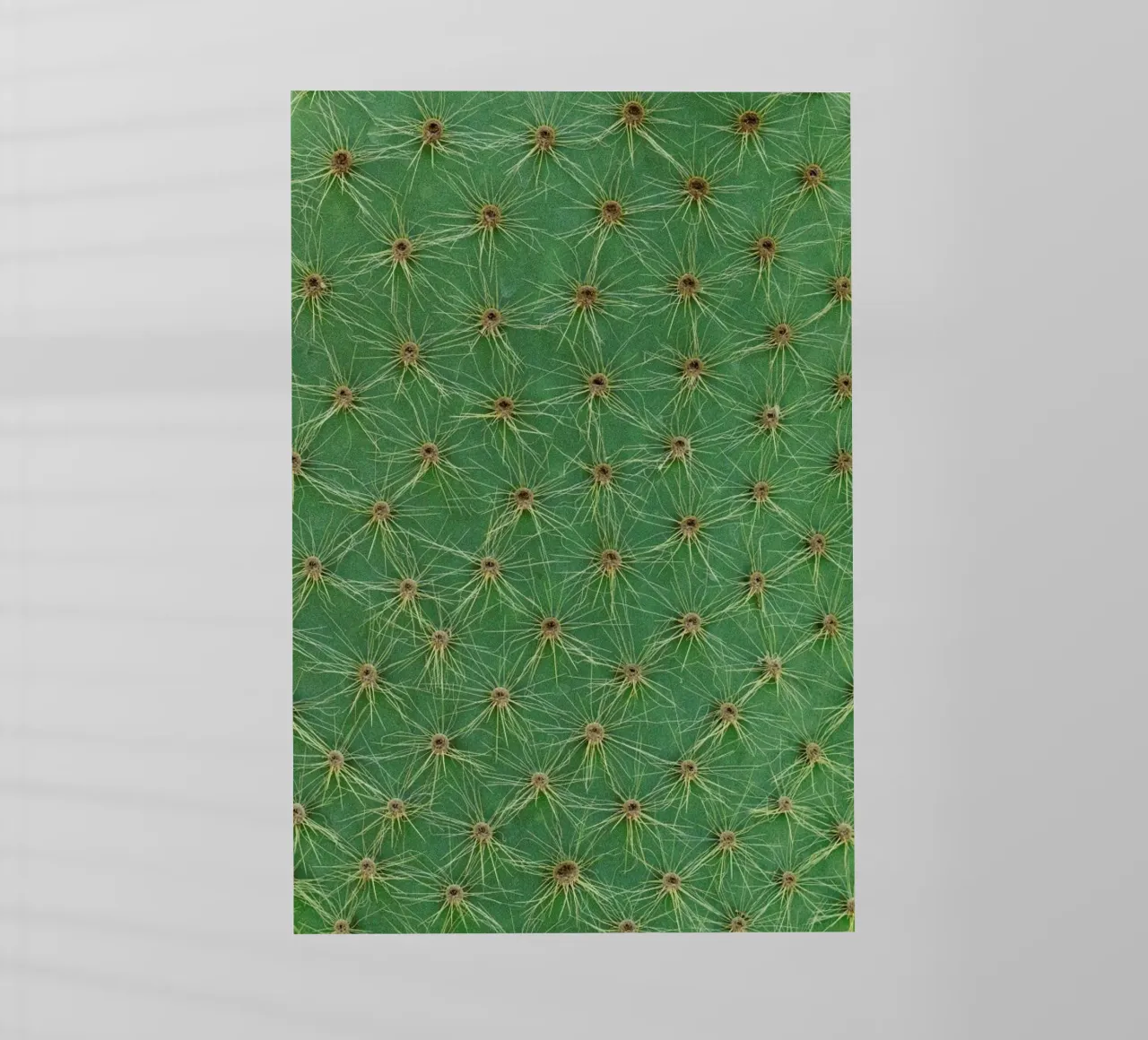 Cactus pellicola backlit da Curious Collections by Marielle Leenders