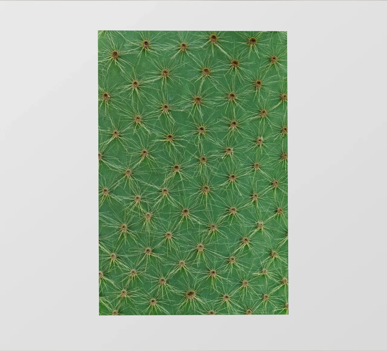 Cactus pellicola backlit da Curious Collections by Marielle Leenders