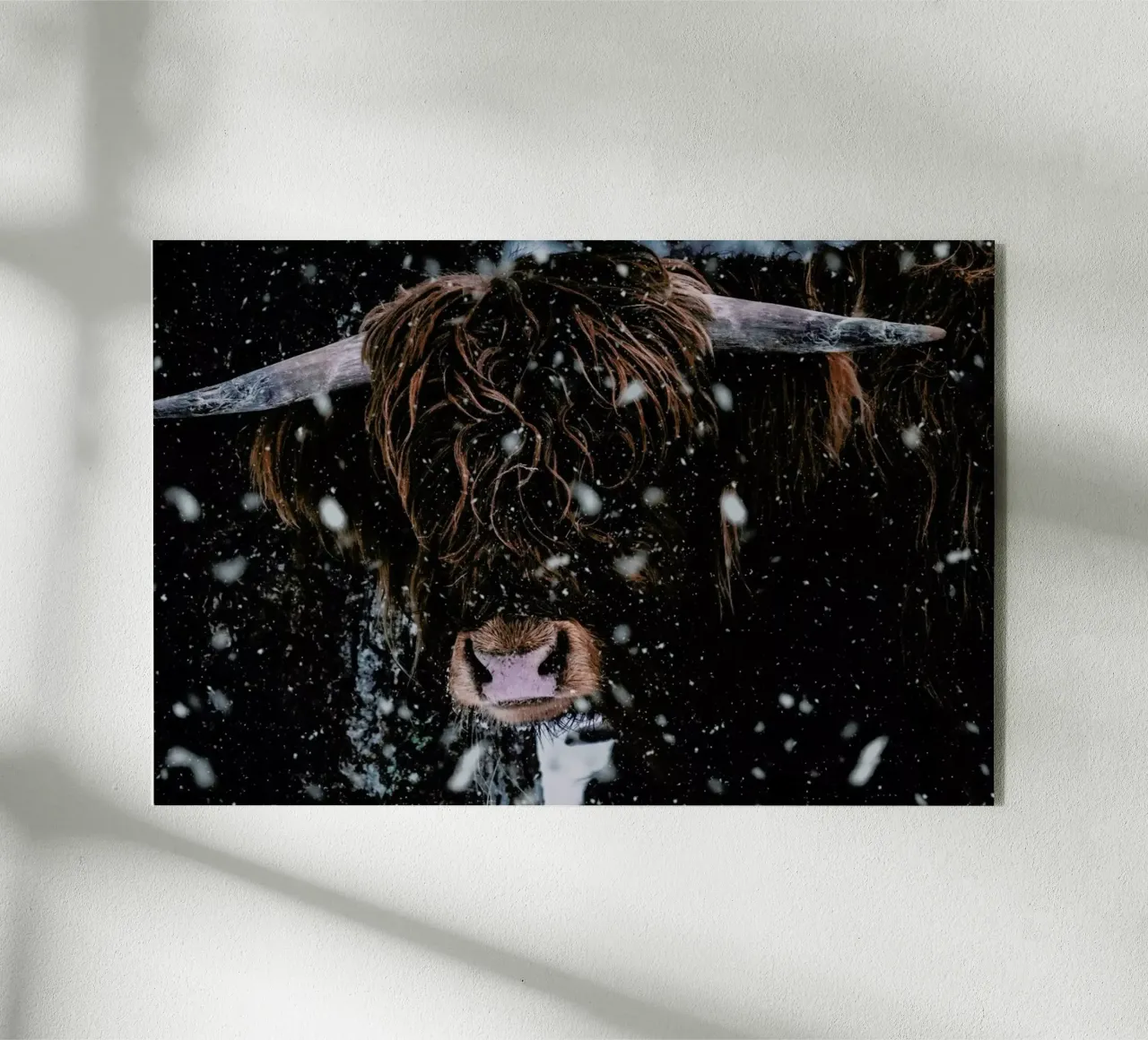 Caught in the Snow plexiglass da Natural Kingdom