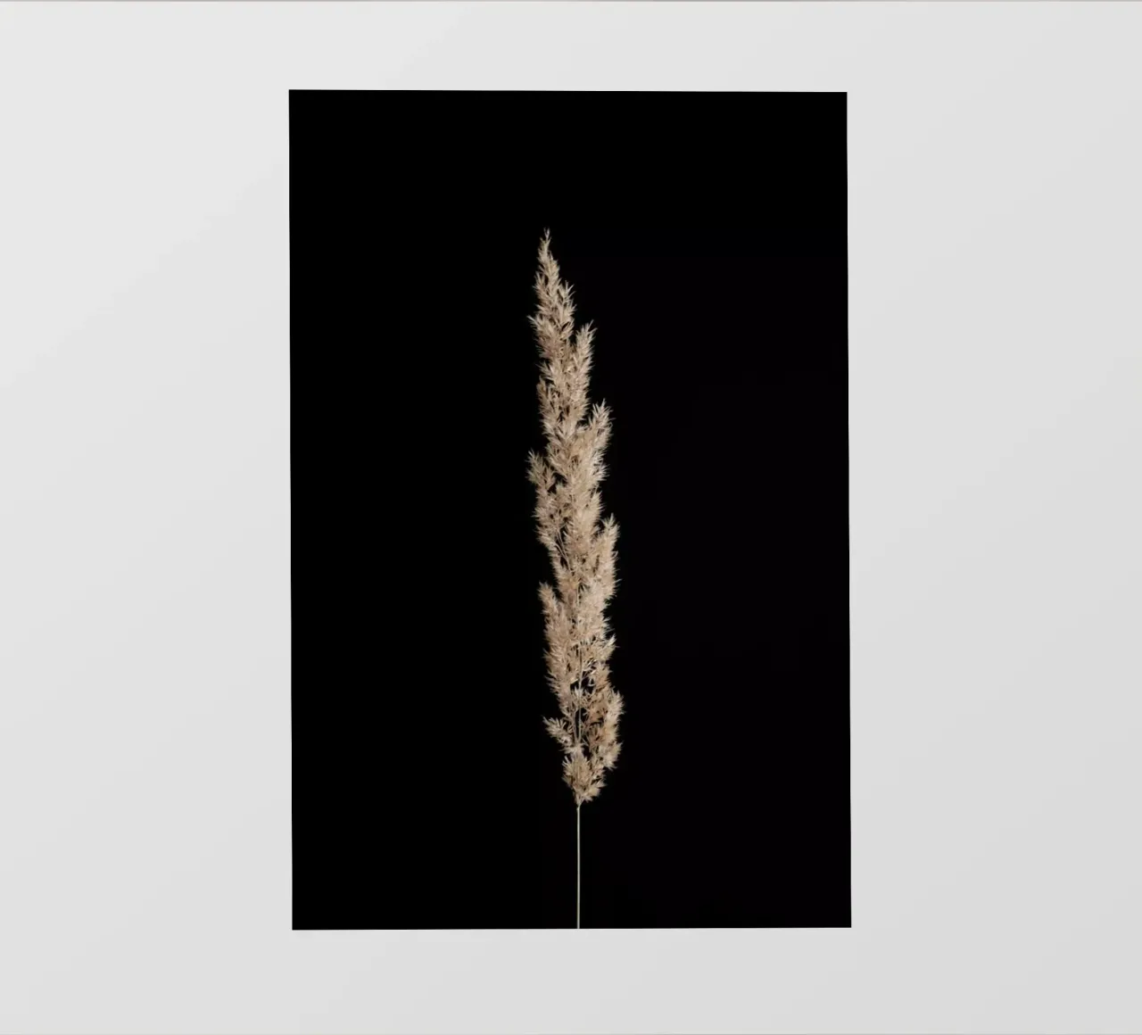 Minimal Pampas Grass On Black telo in pvc da Studio Nahili