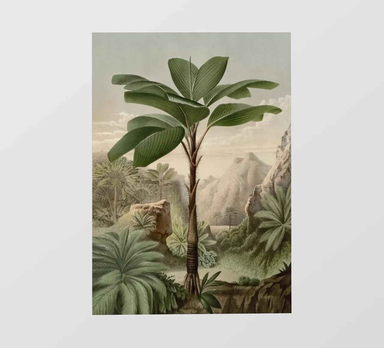Vintage Houtte 2 Verschaffeltia Splendida pellicola backlit da Vintage Print Collection
