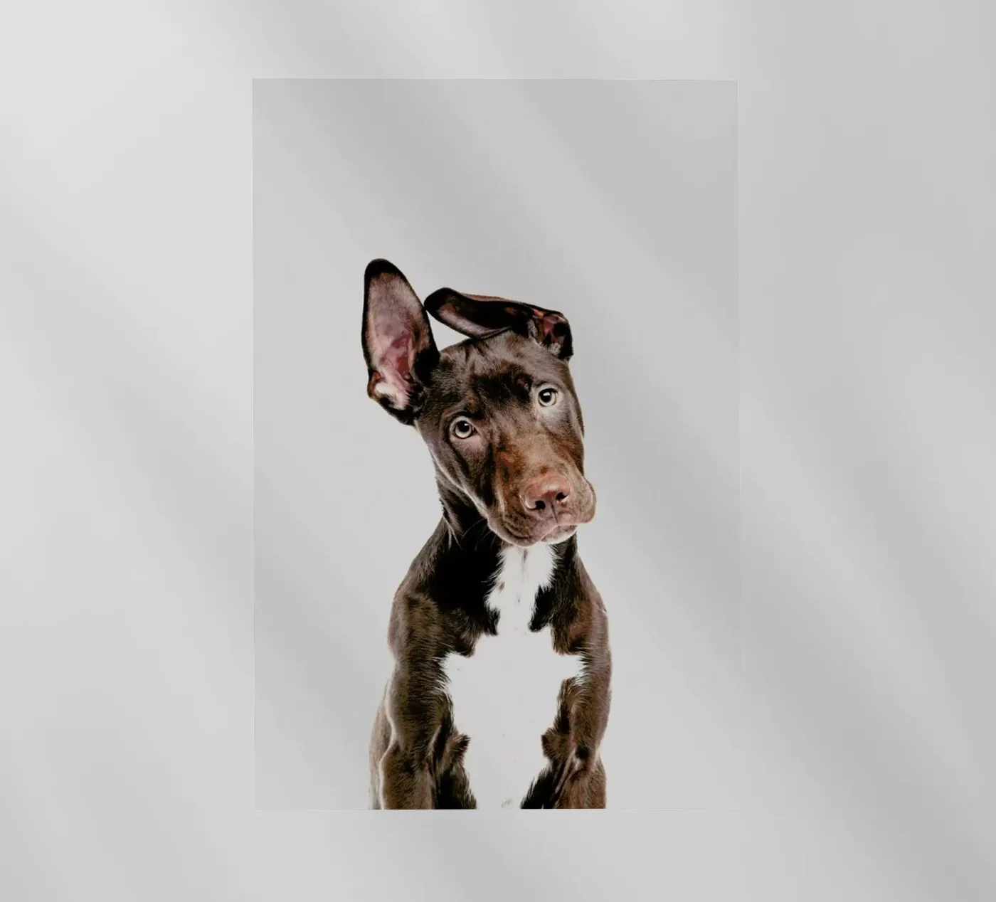 Dog pellicola backlit da Paws & Claws