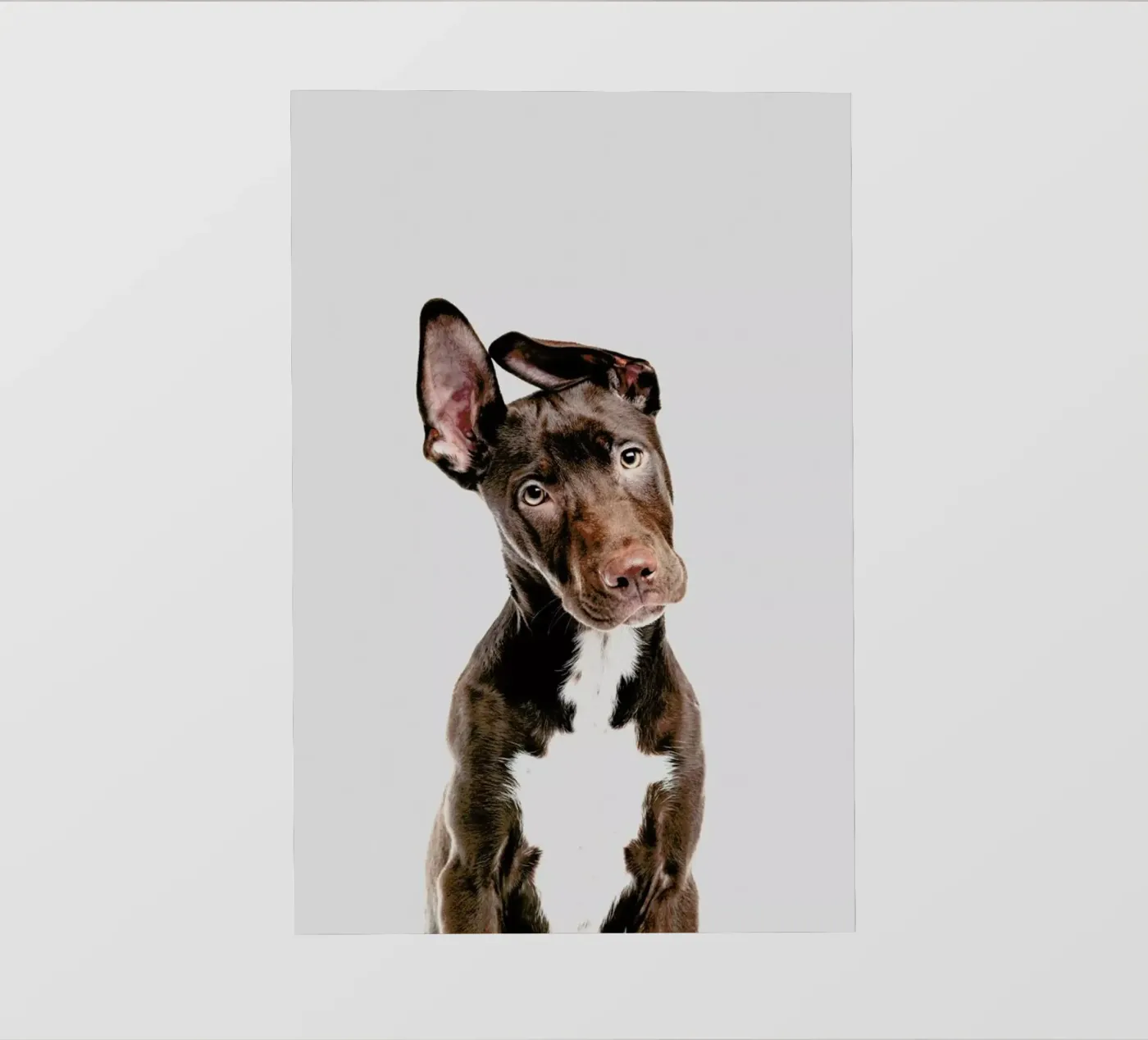 Dog pellicola backlit da Paws & Claws