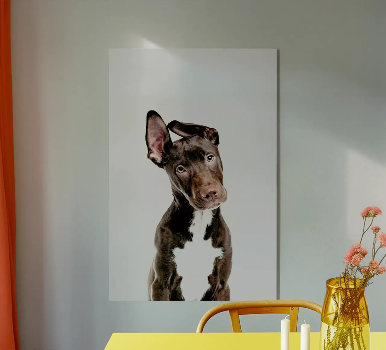 Dog plexiglass da Paws & Claws