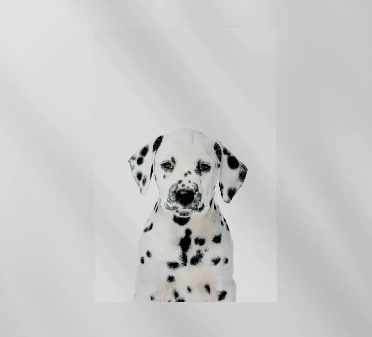 Dalmatian Puppy pellicola backlit da Paws & Claws