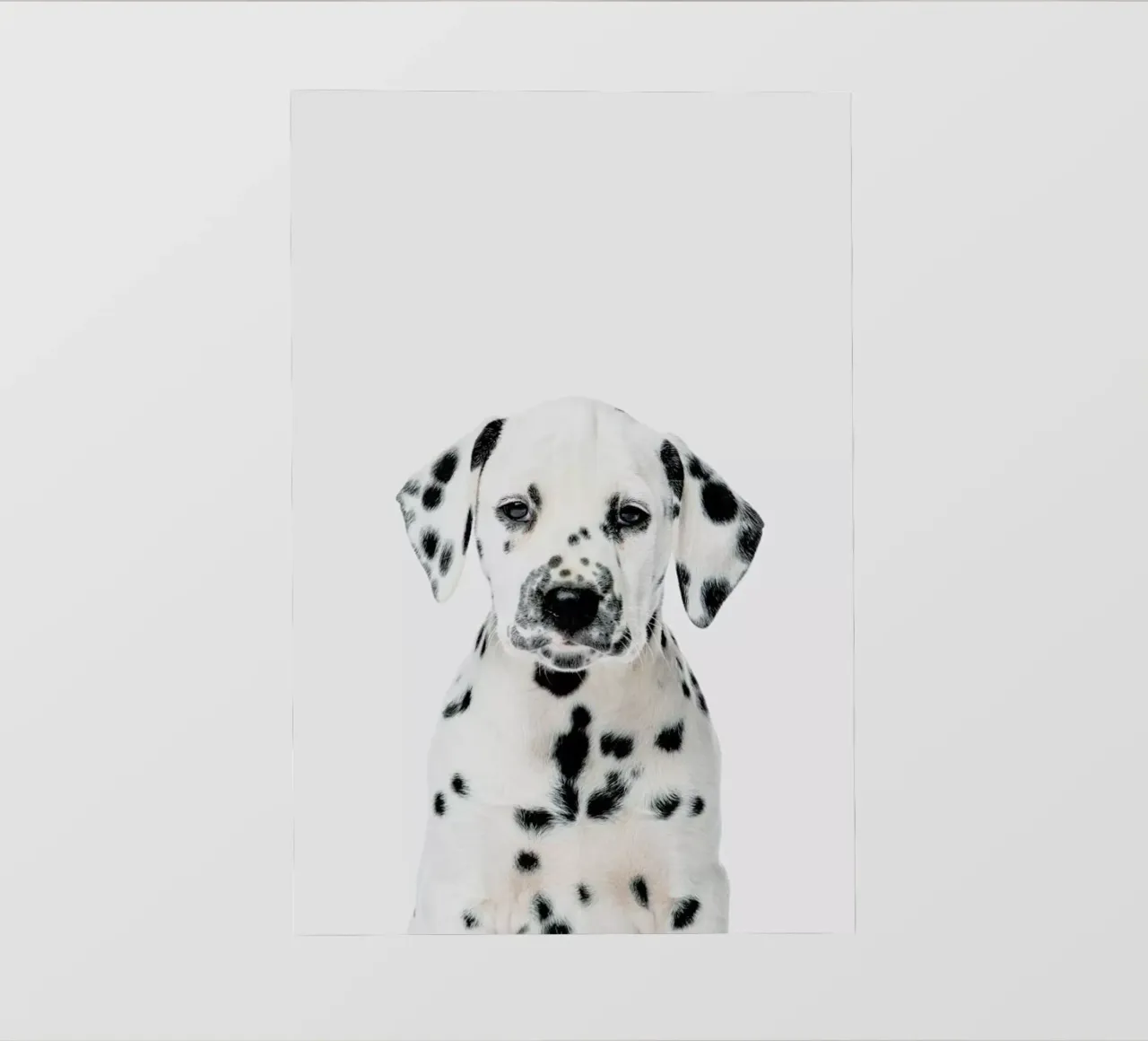 Dalmatian Puppy pellicola backlit da Paws & Claws