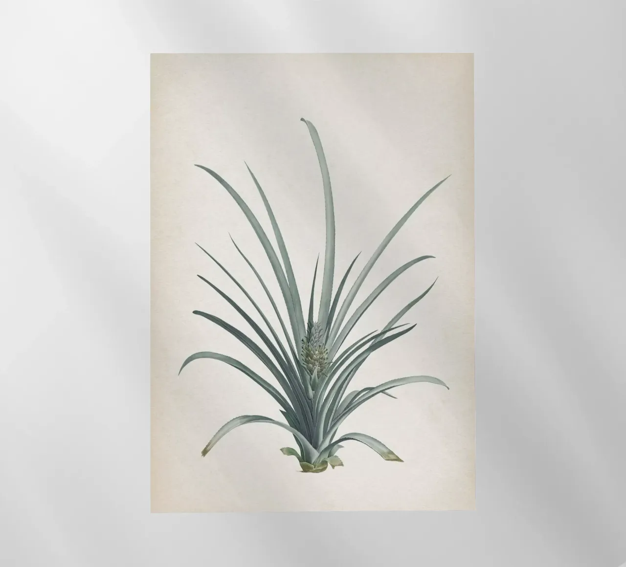 Vintage Redouté 2 Bromelia Ananas pellicola backlit da Vintage Print Collection