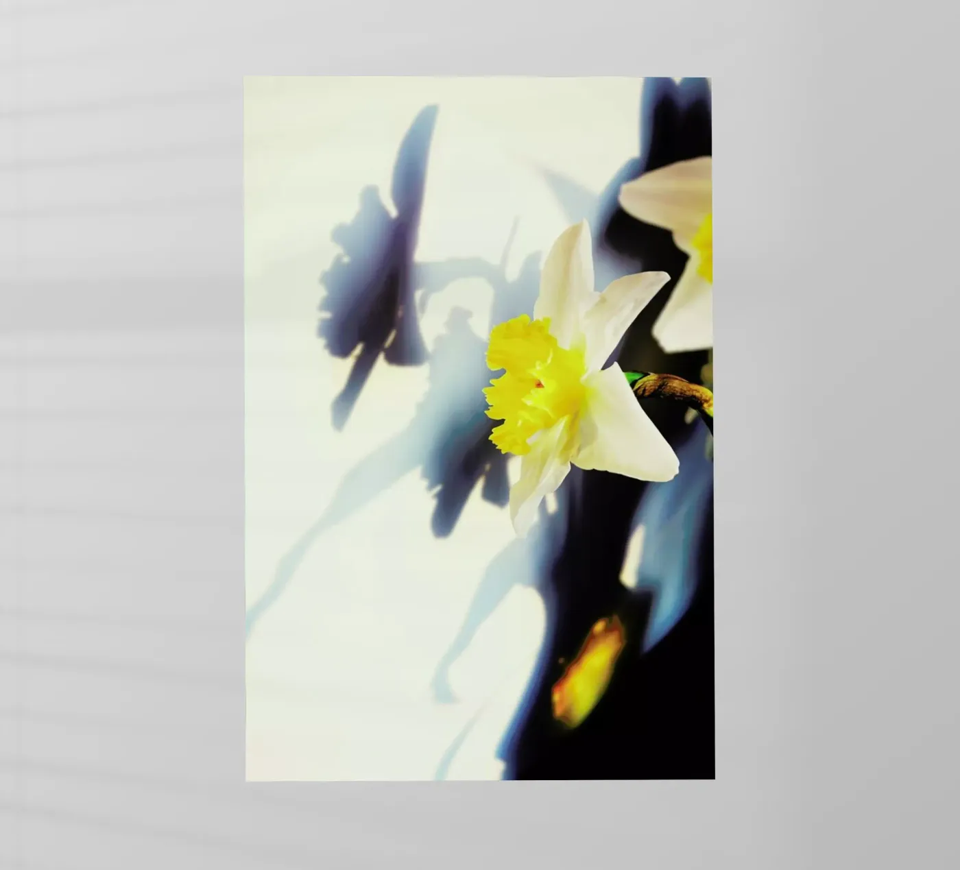 Daffodil pellicola backlit da Angelo Cerantola