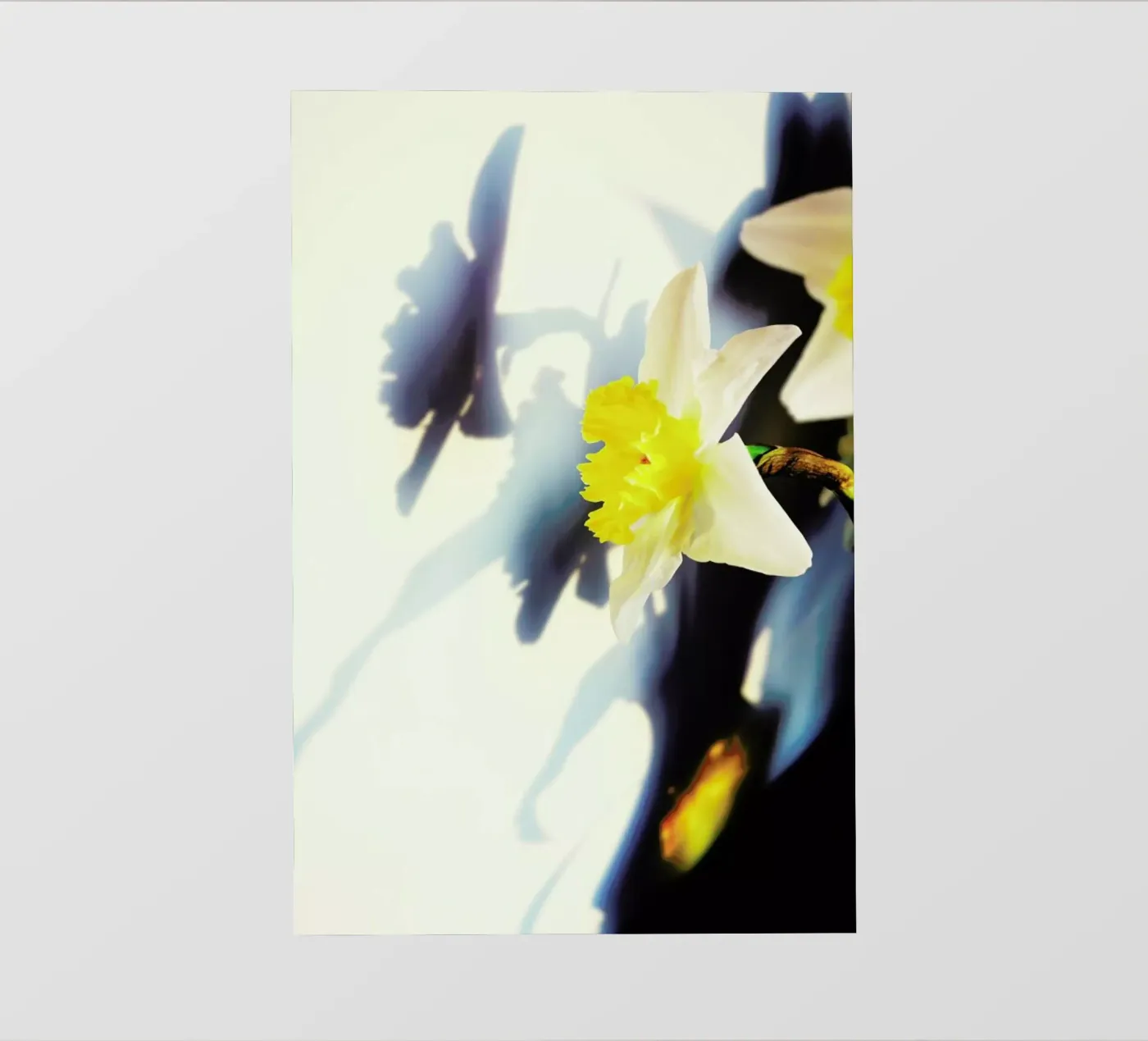 Daffodil fotobehang van Angelo Cerantola