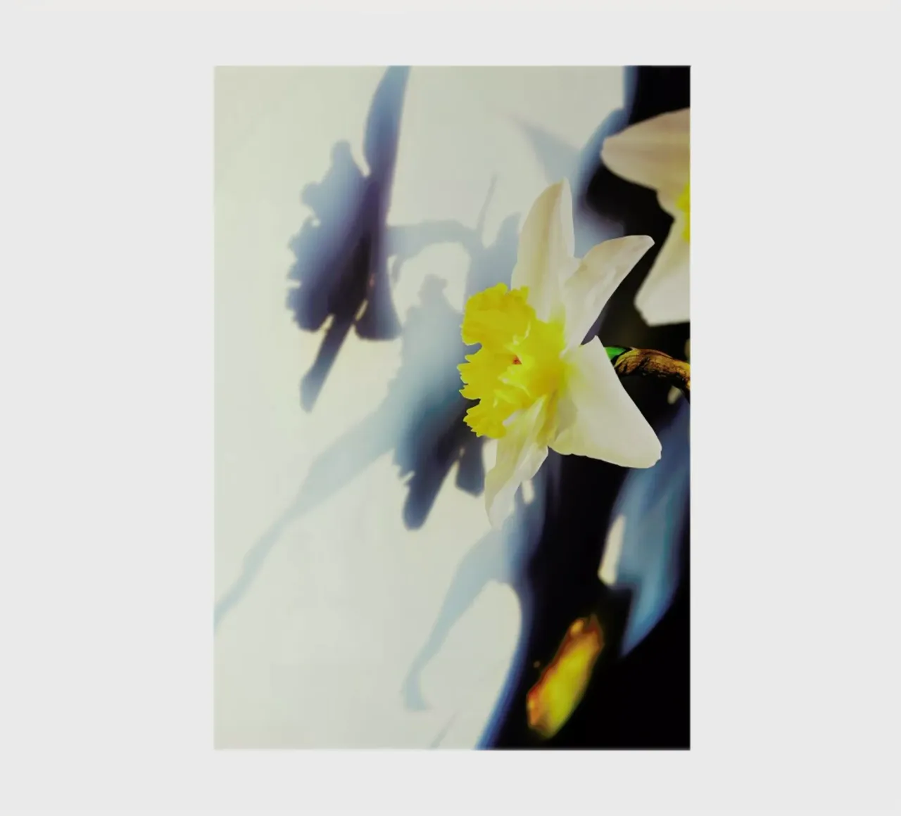 Daffodil notebook by Angelo Cerantola