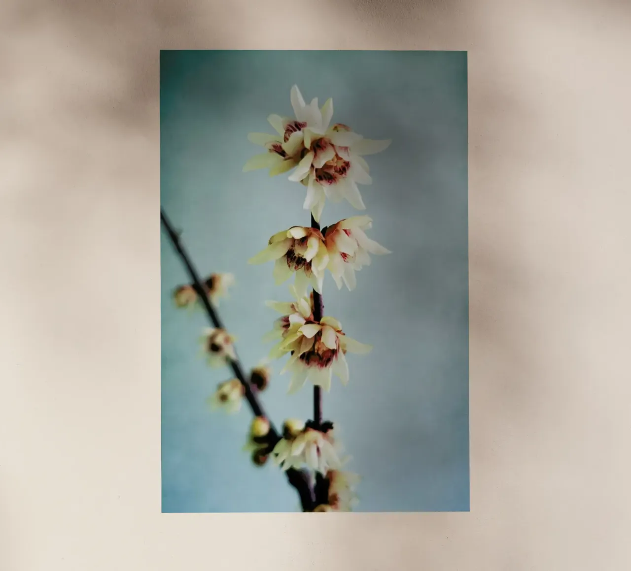 Simple pellicola backlit da Angelo Cerantola