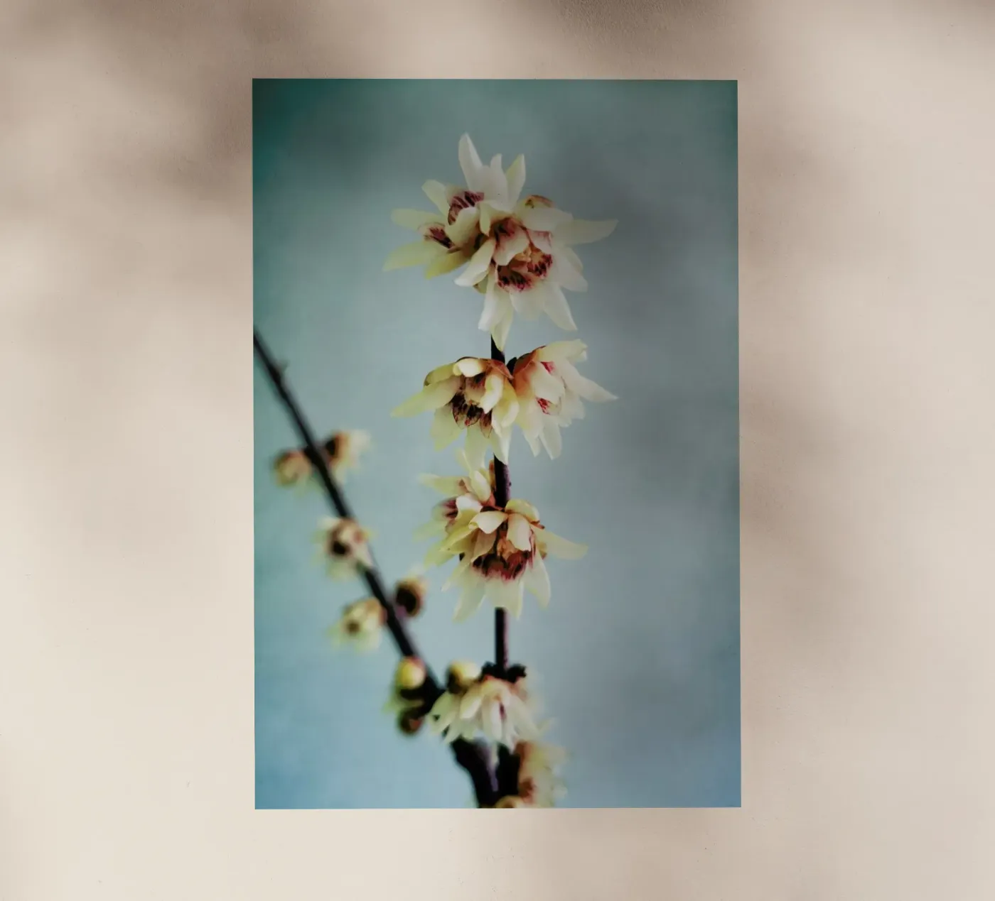 Simple pellicola backlit da Angelo Cerantola