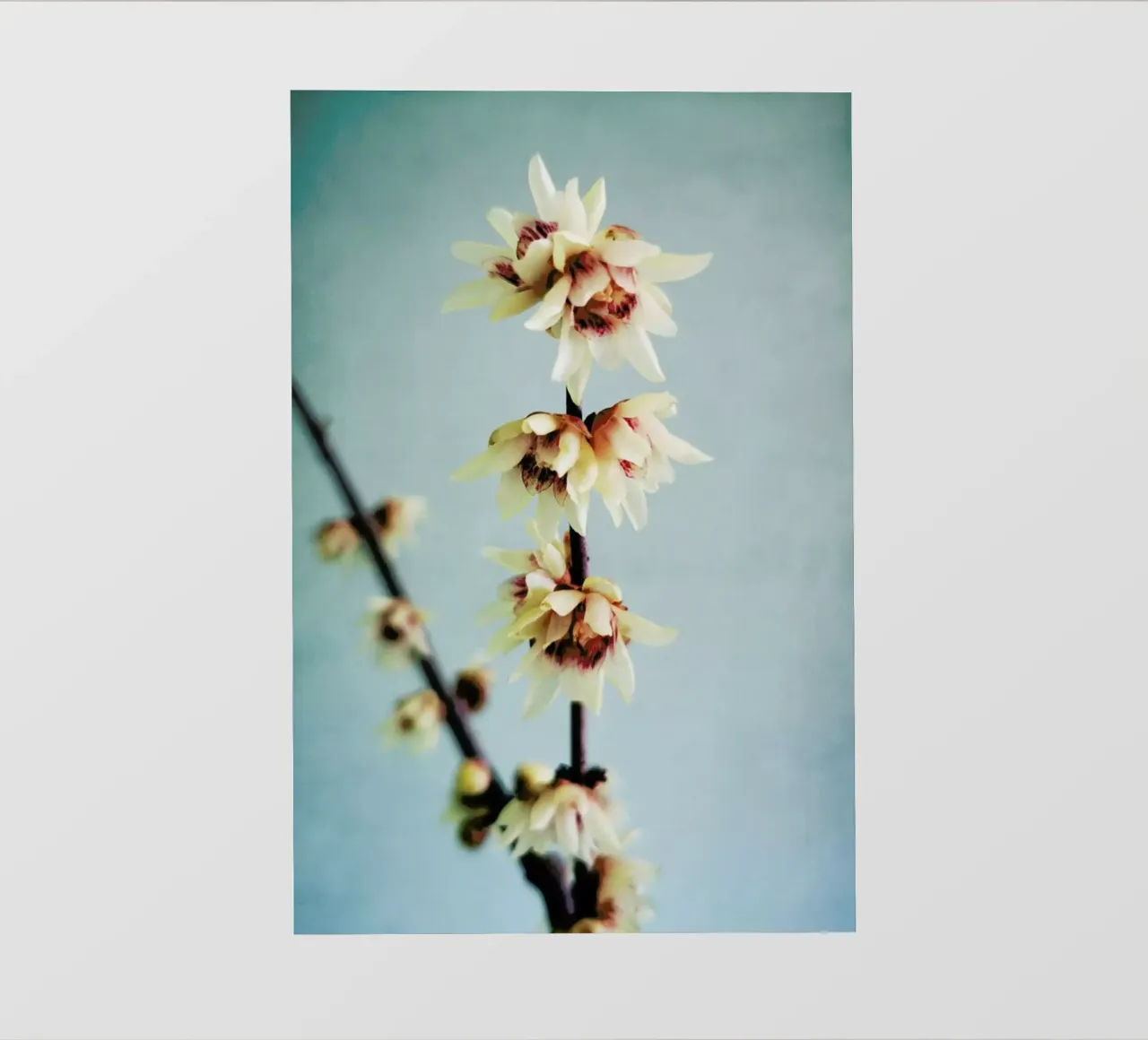 Simple fotobehang van Angelo Cerantola