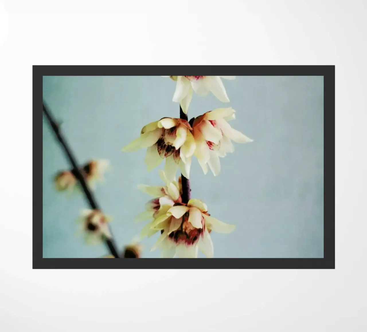 Simple zerbino da Angelo Cerantola