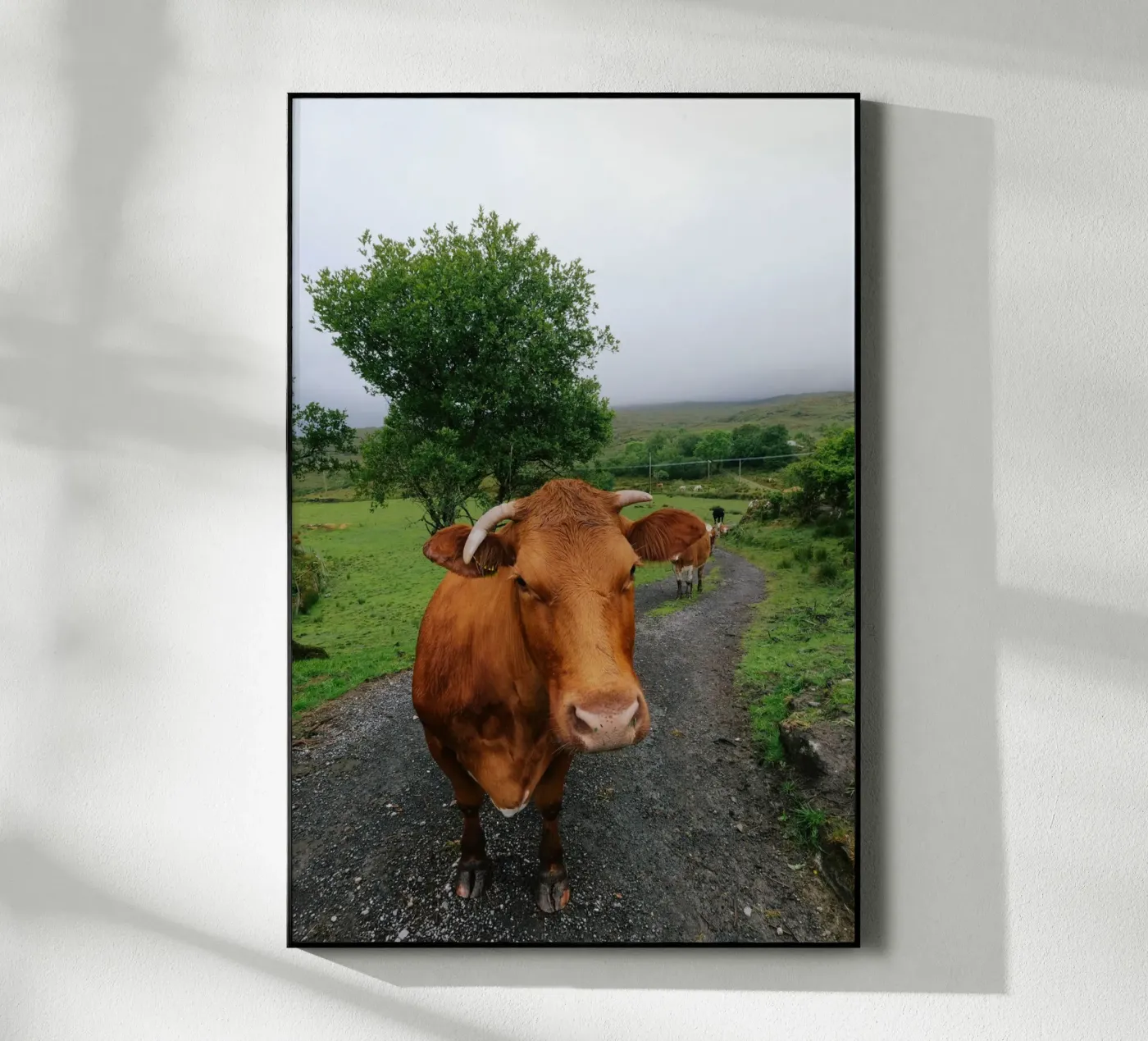 Meet Olga plexiglass da Wild Coast Studio