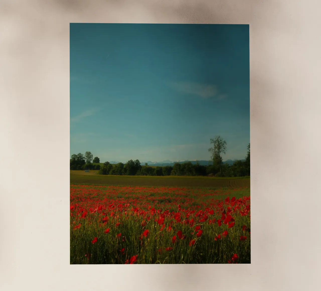 Swiss Poppy Field pellicola backlit da FujiSwiss