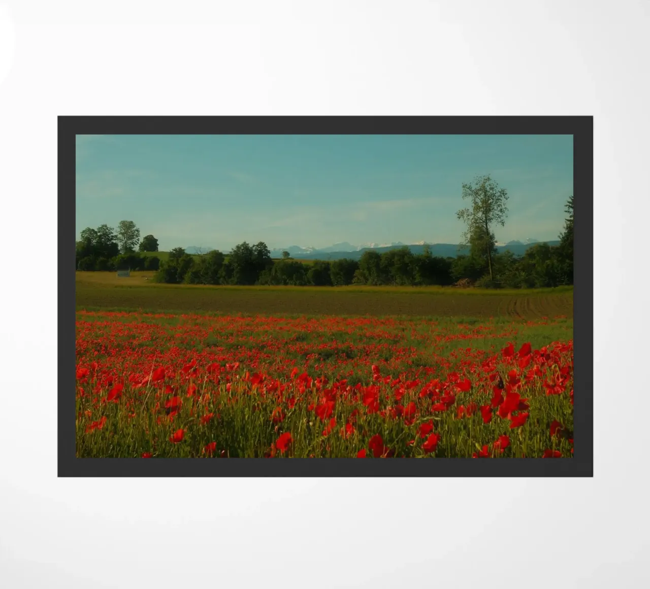 Swiss Poppy Field zerbino da FujiSwiss
